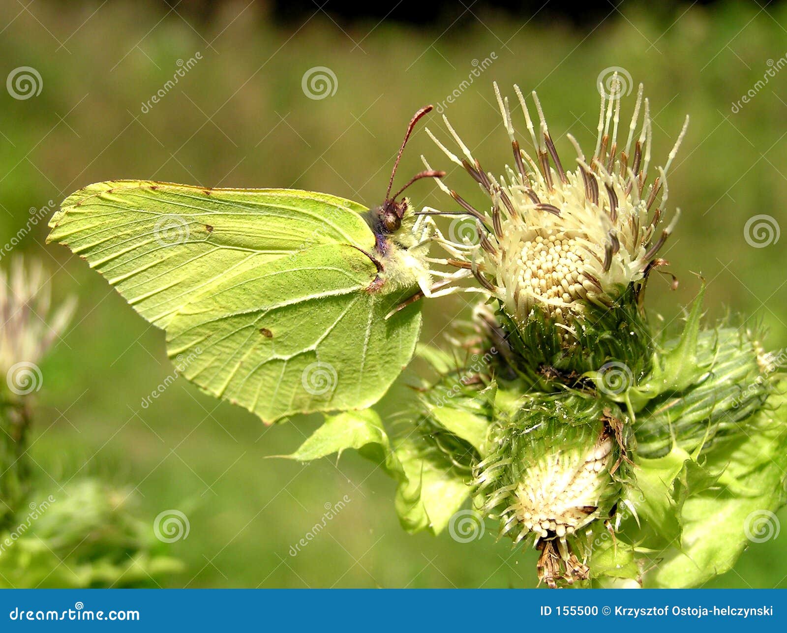 Green butterfly stock photo. Image of head, moth, butterfly 155500
