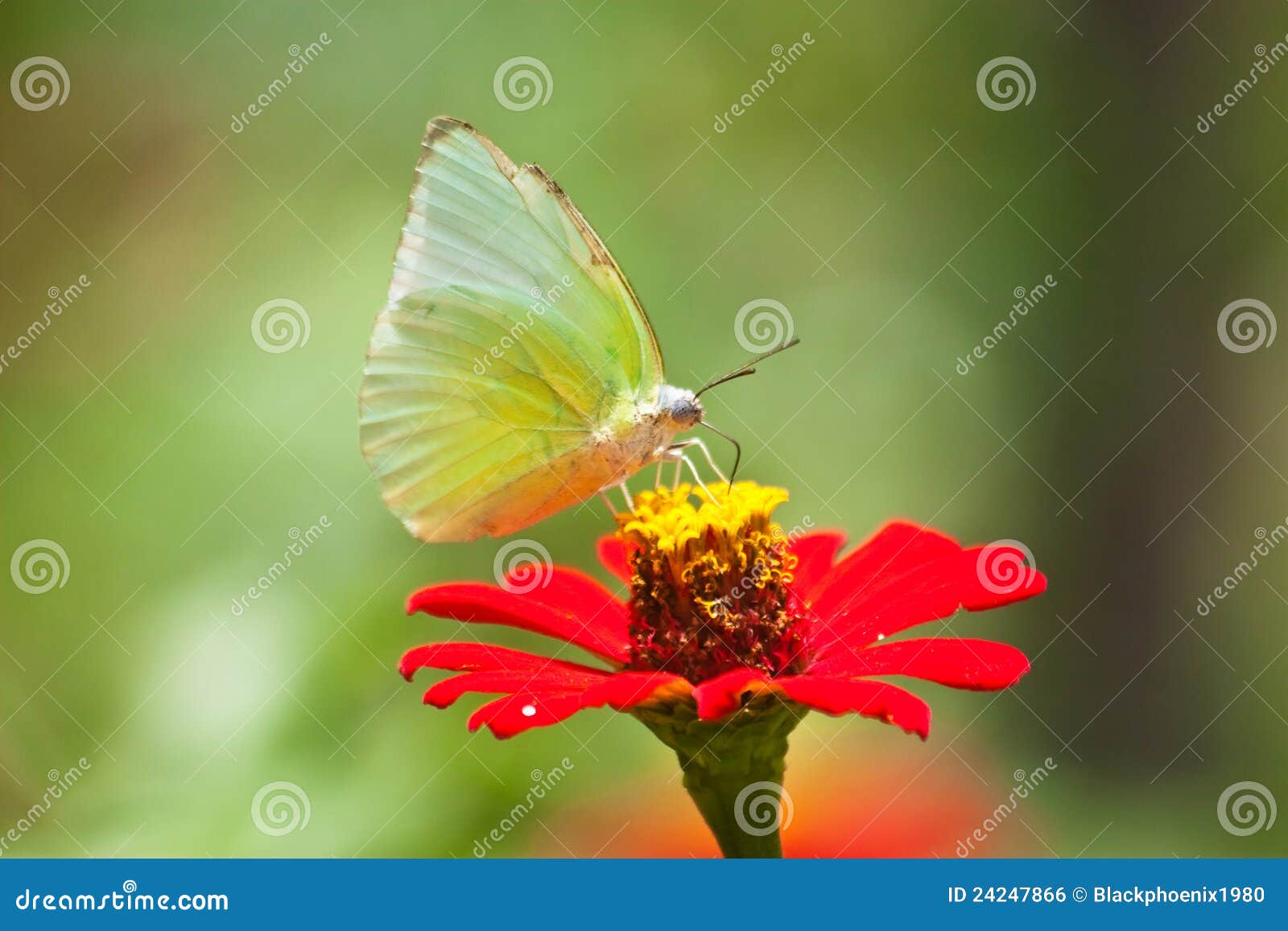 Green butterfly stock photo. Image of light, little, bright 24247866