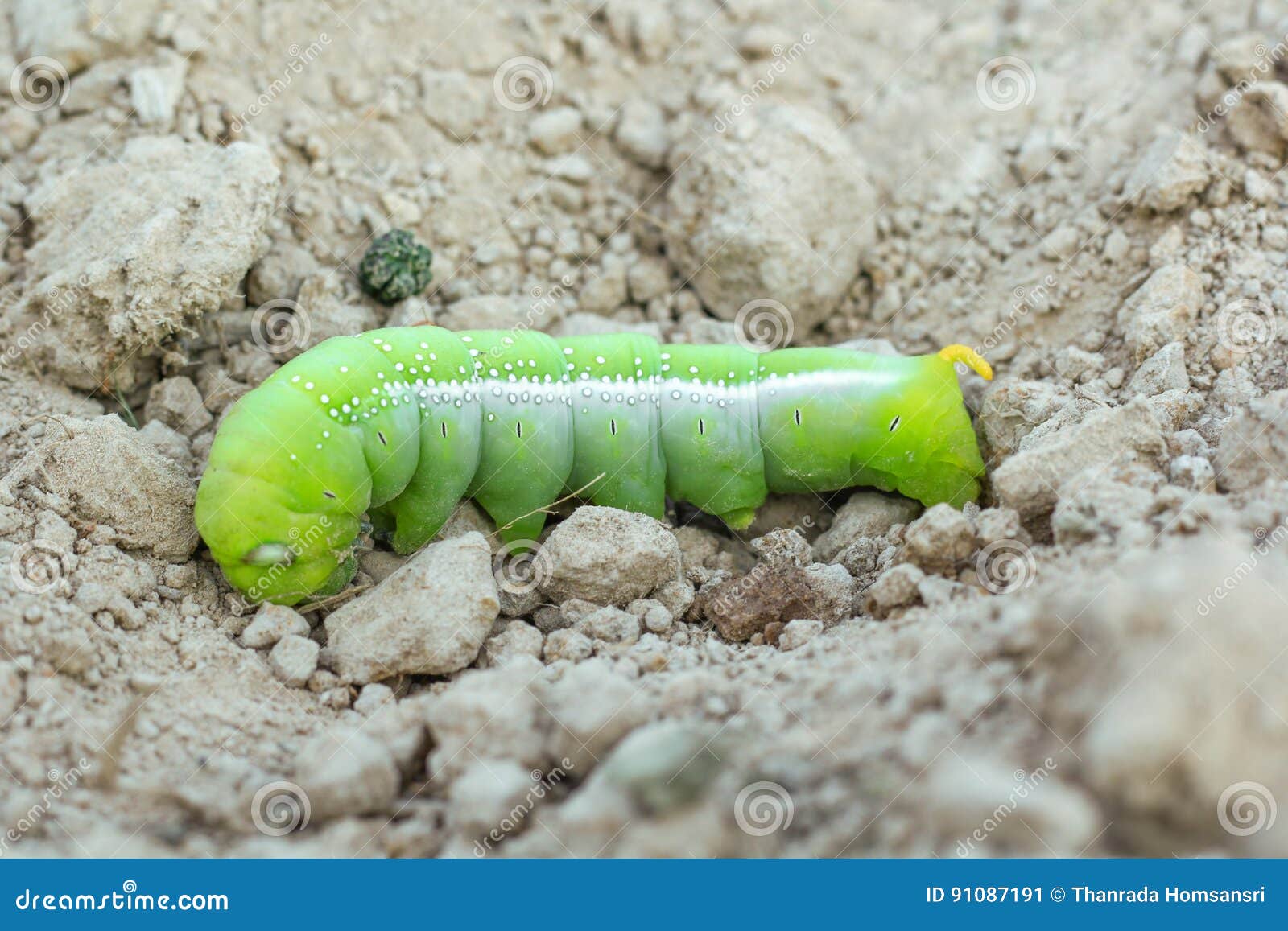 Green Butterfly Caterpillar Stock Image Image of lunar, crawl 91087191
