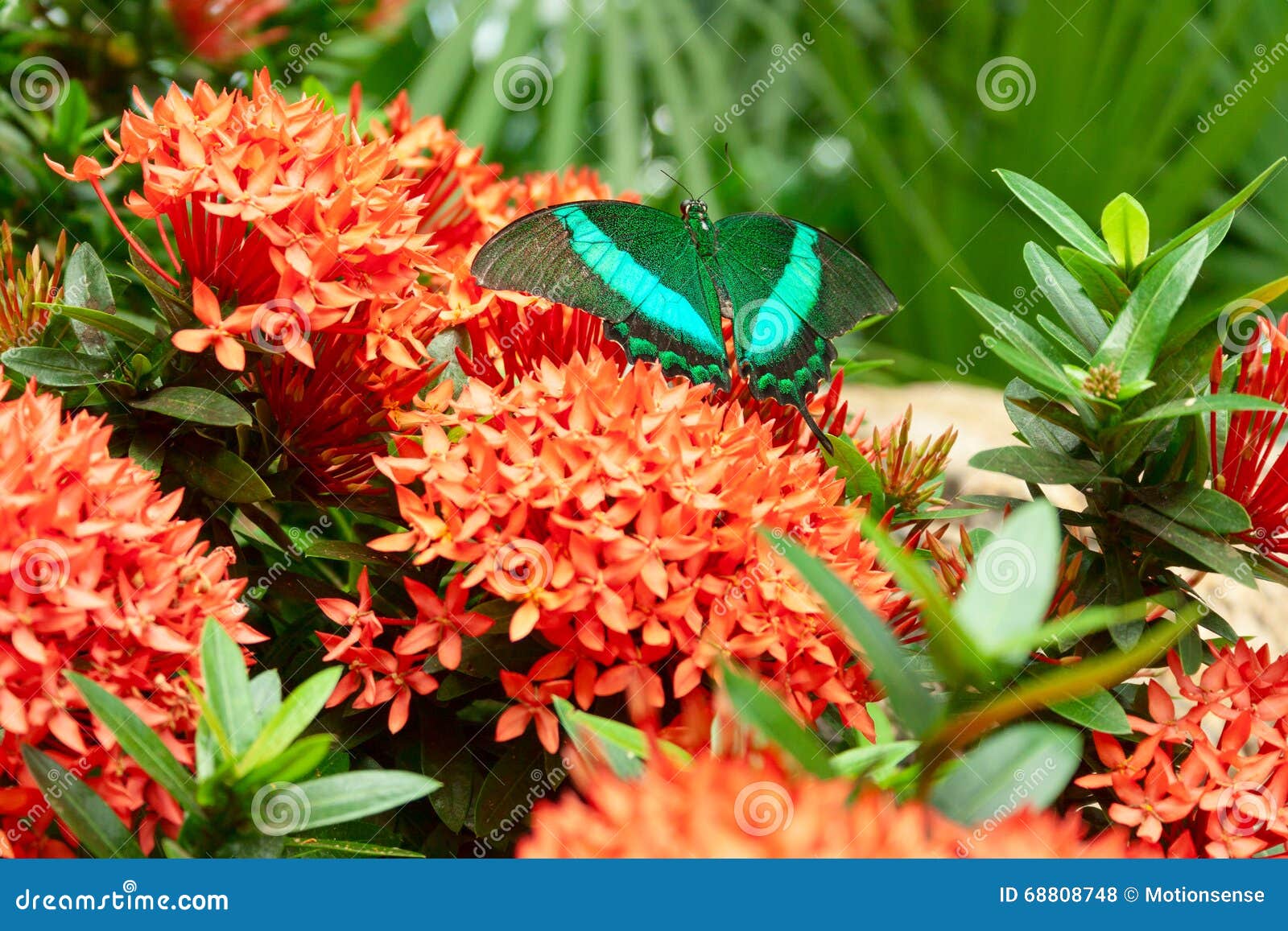 Green Butterfly on the Flowers Stock Photo Image of colorful