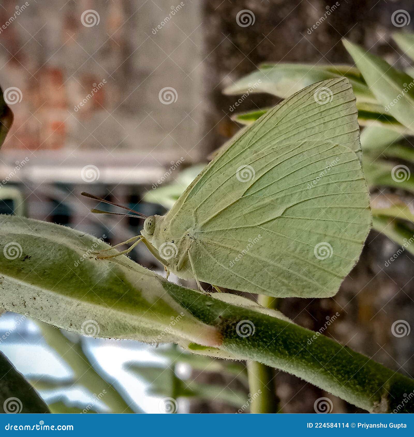 Green Butterfly on a Green Plant Stock Photo Image of pollinator