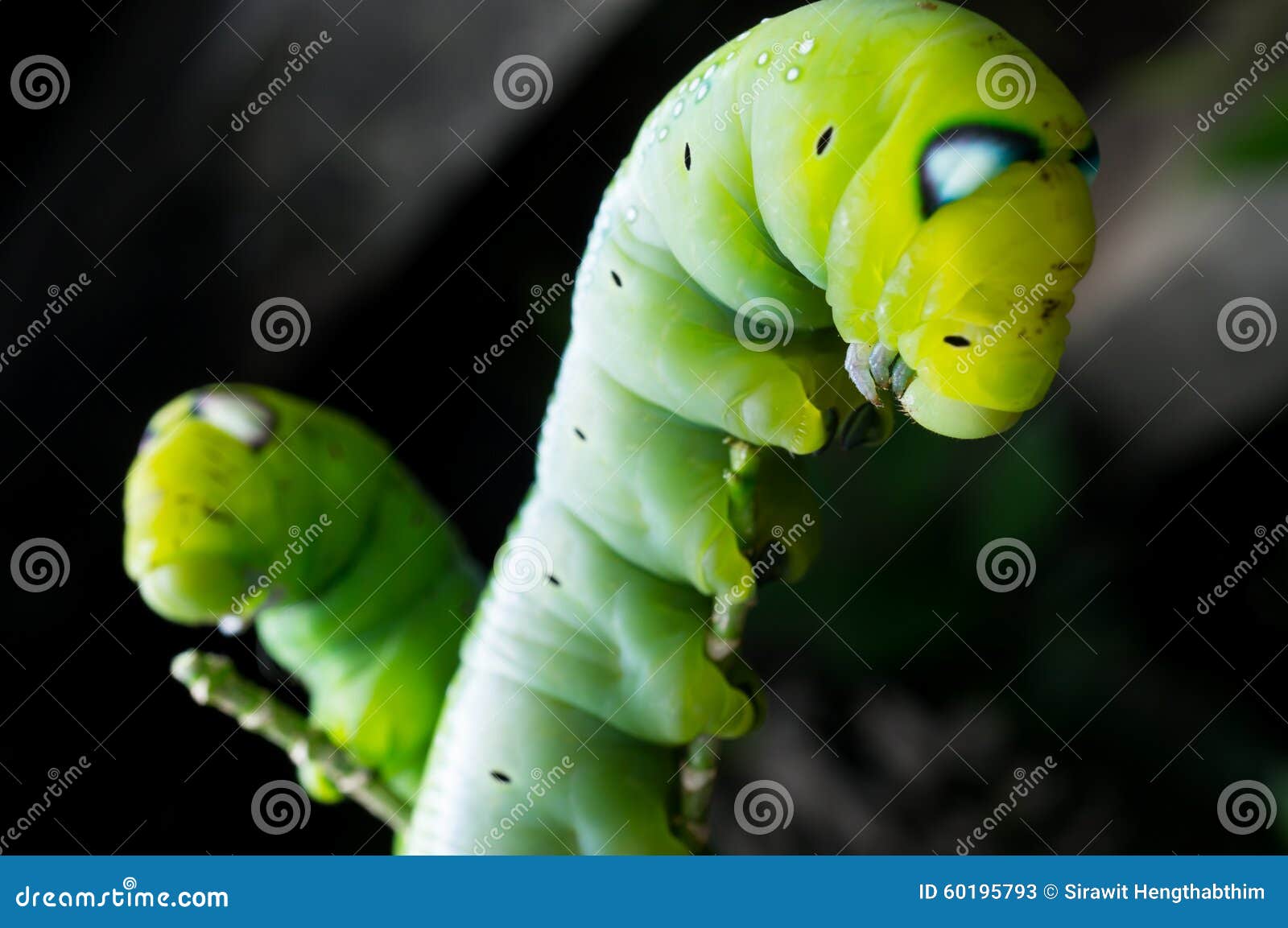 Green butterfly worm stock image. Image of green, strange 60195793