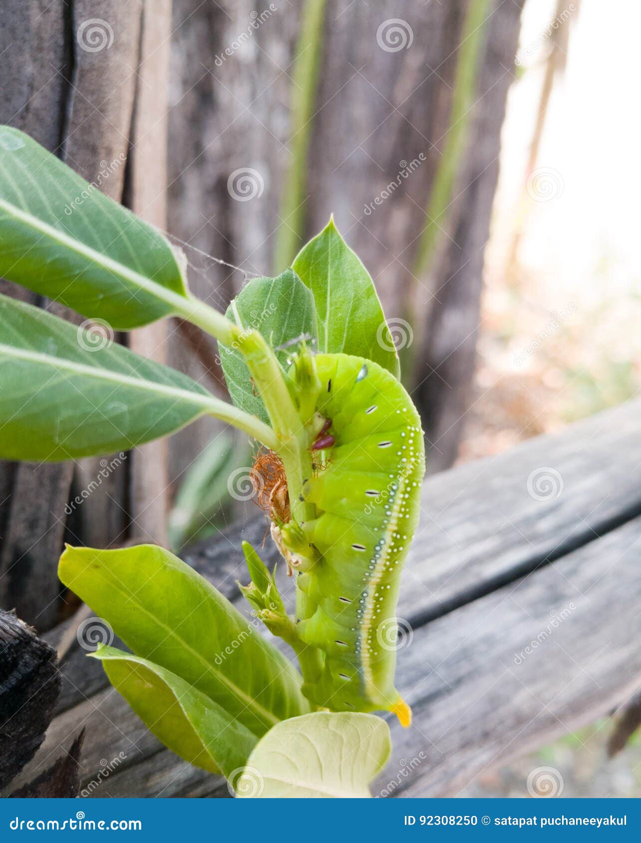Green Butterfly Worm Close Up . Stock Photo Image of white, pest 92308250