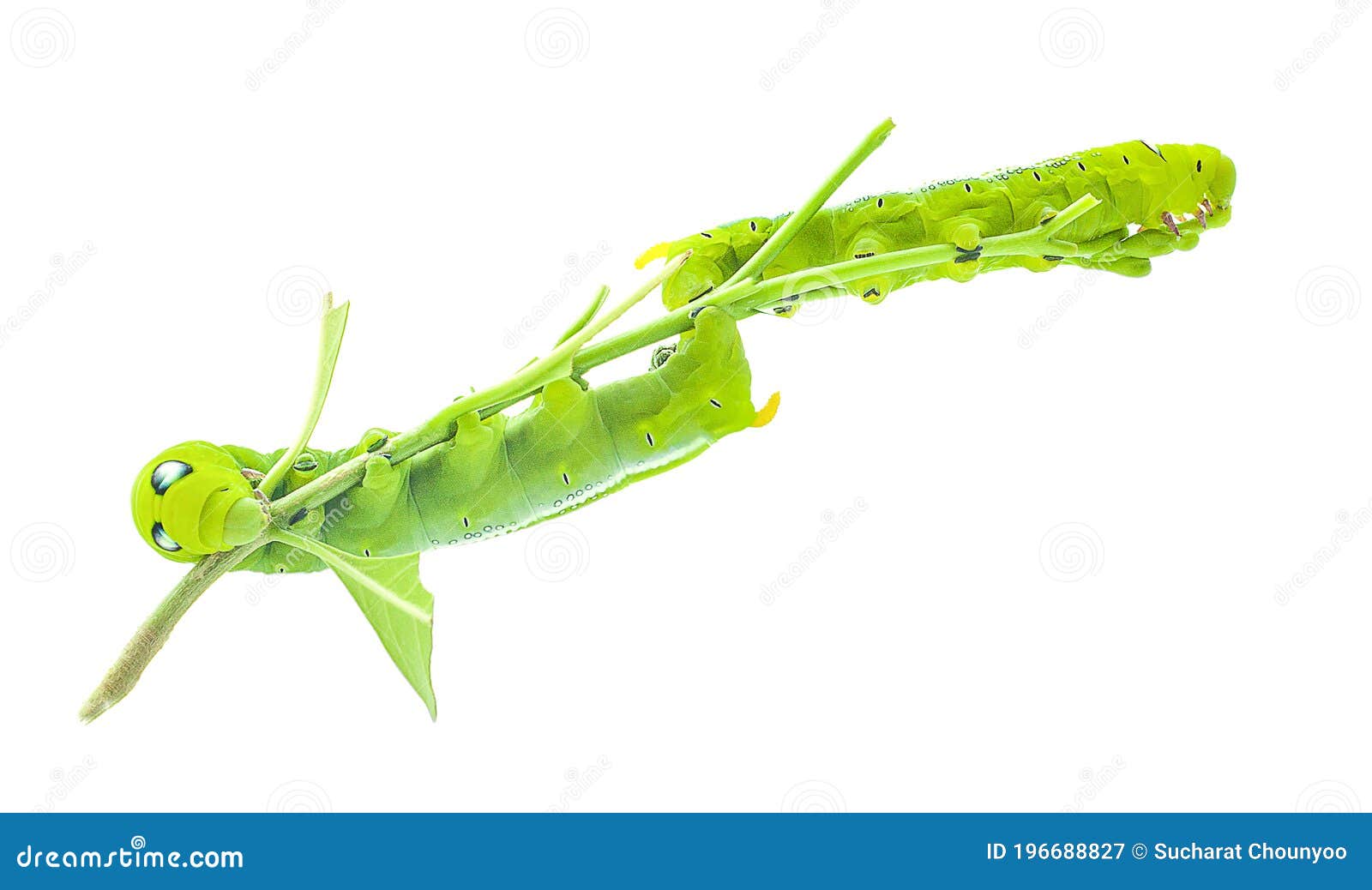 Green Butterfly Worm Close Up in White Background Stock Image Image of insect, tree 196688827