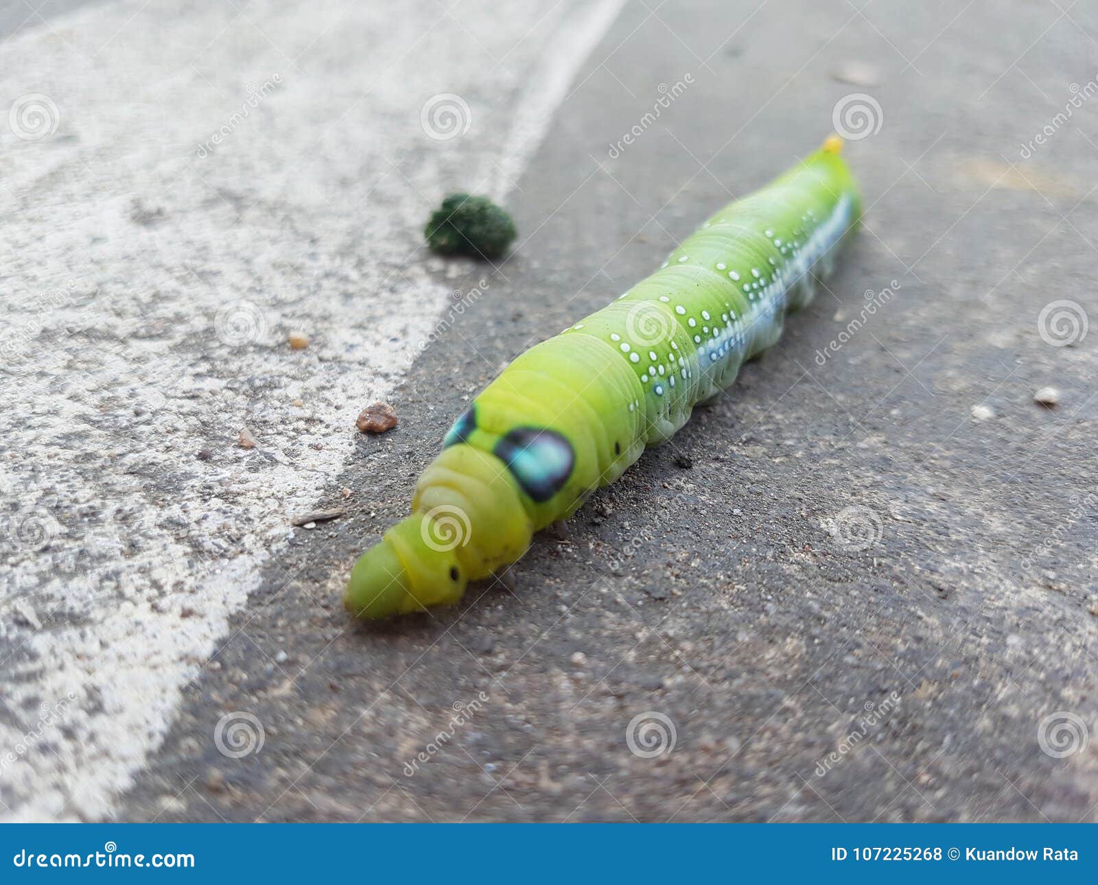 Green butterfly worm stock photo. Image of background 107225268