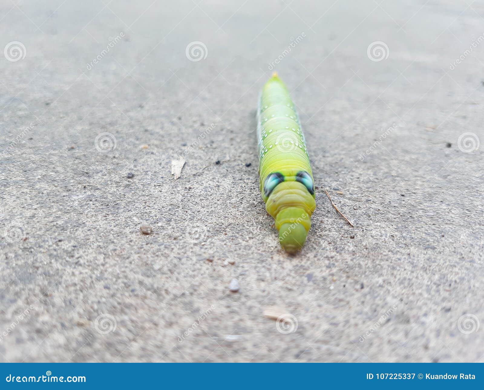 Green butterfly worm stock image. Image of plant, spring 107225337
