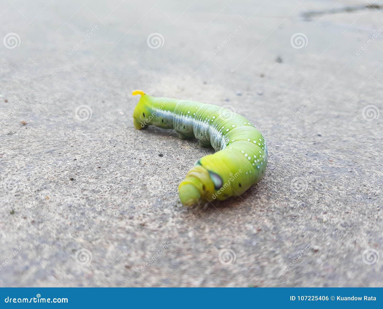 Green butterfly worm stock photo. Image of small, worm 107225406