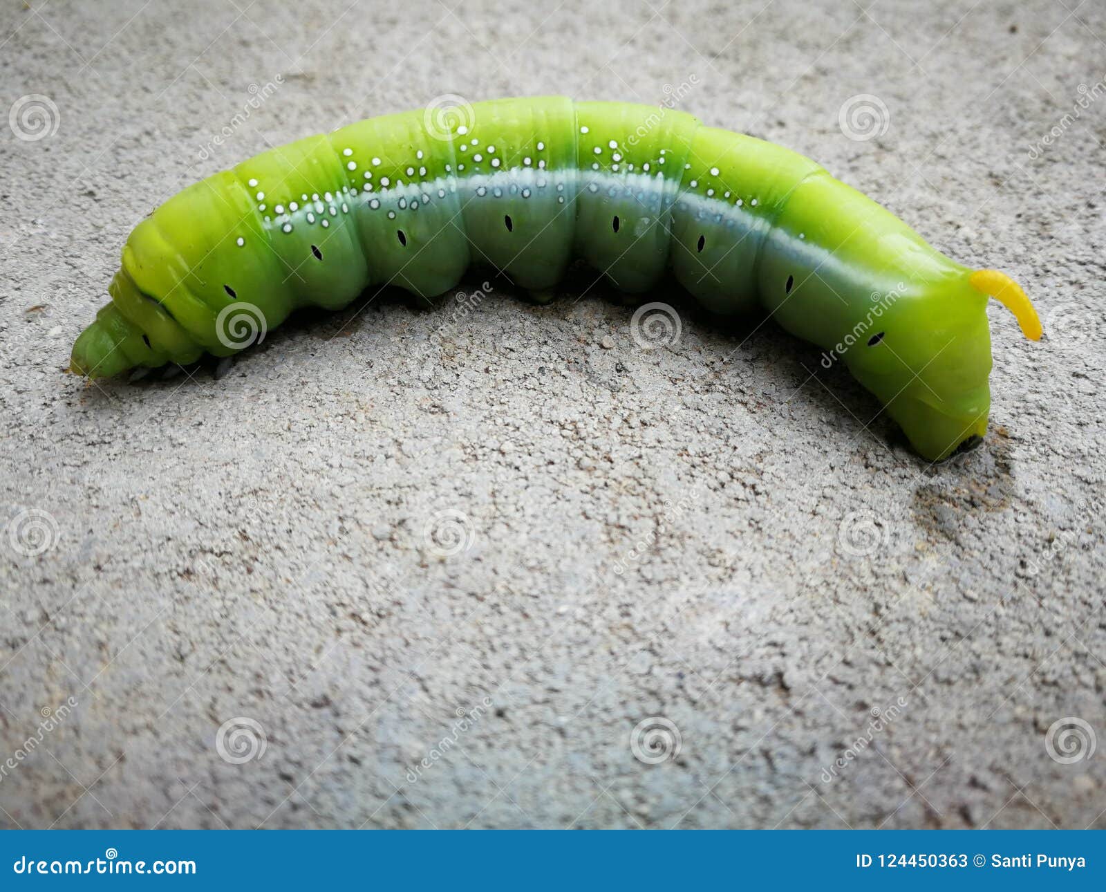 Green butterfly worm stock image. Image of green, giant 124450363