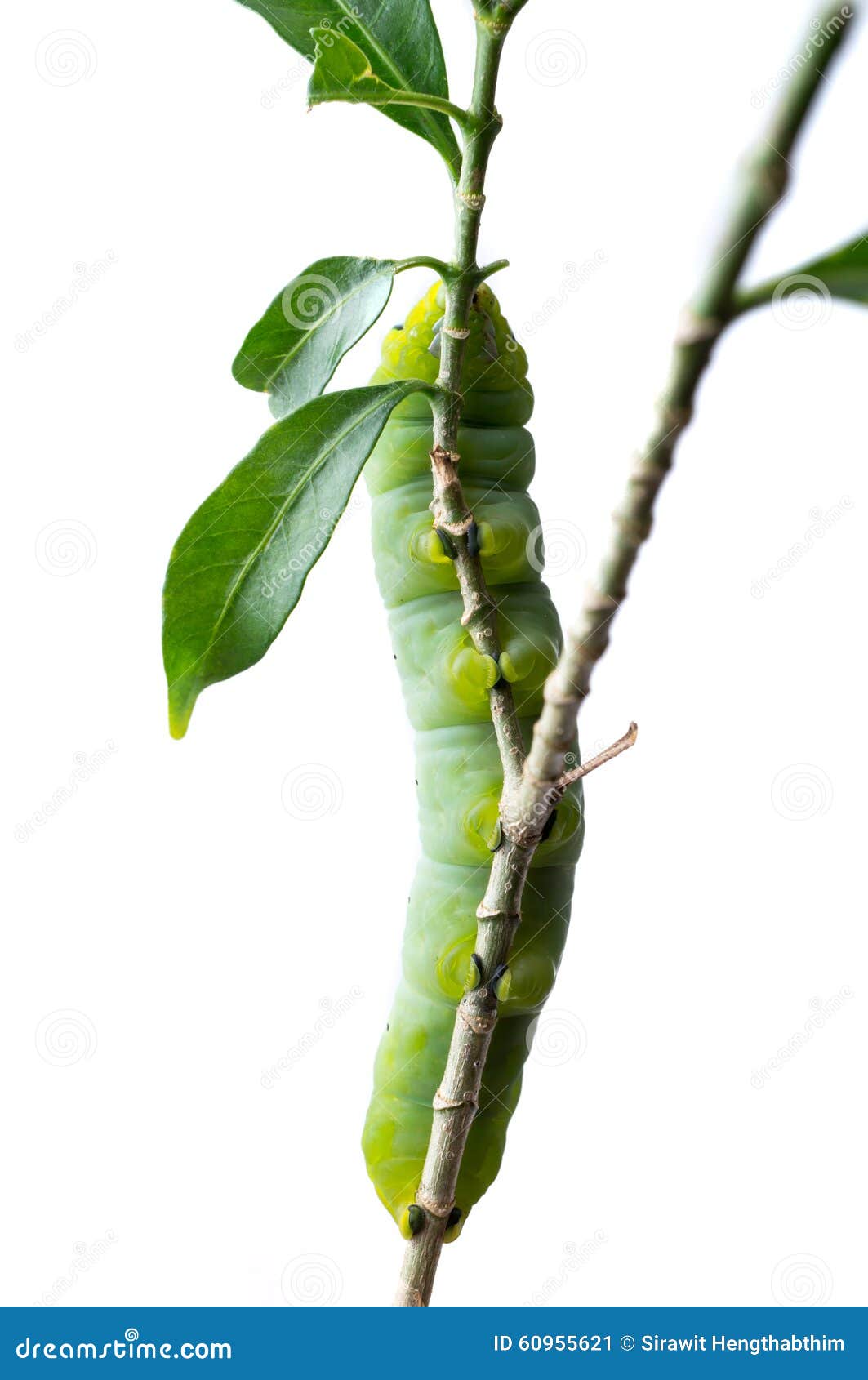 Green Butterfly Worm on Isolated Stock Image Image of animal, spiny 60955621