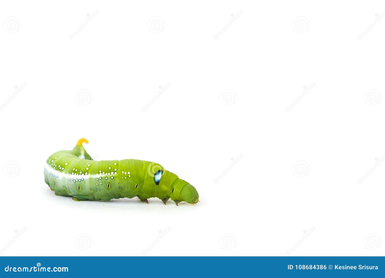 Green Butterfly Worm on White Background Stock Photo Image of growth, butterfly 108684386