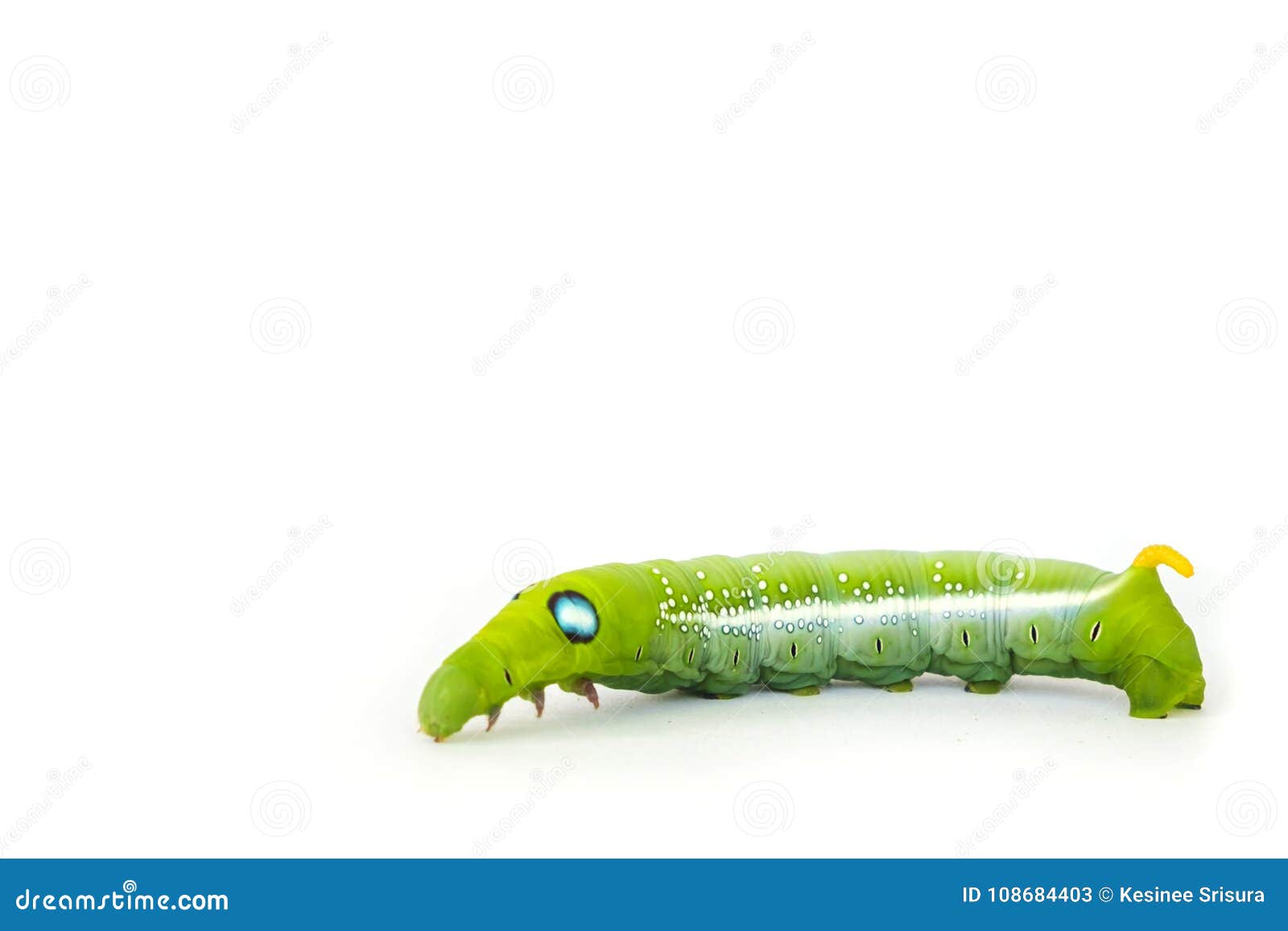 Green Butterfly Worm on White Background Stock Image Image of growth, beautiful 108684403