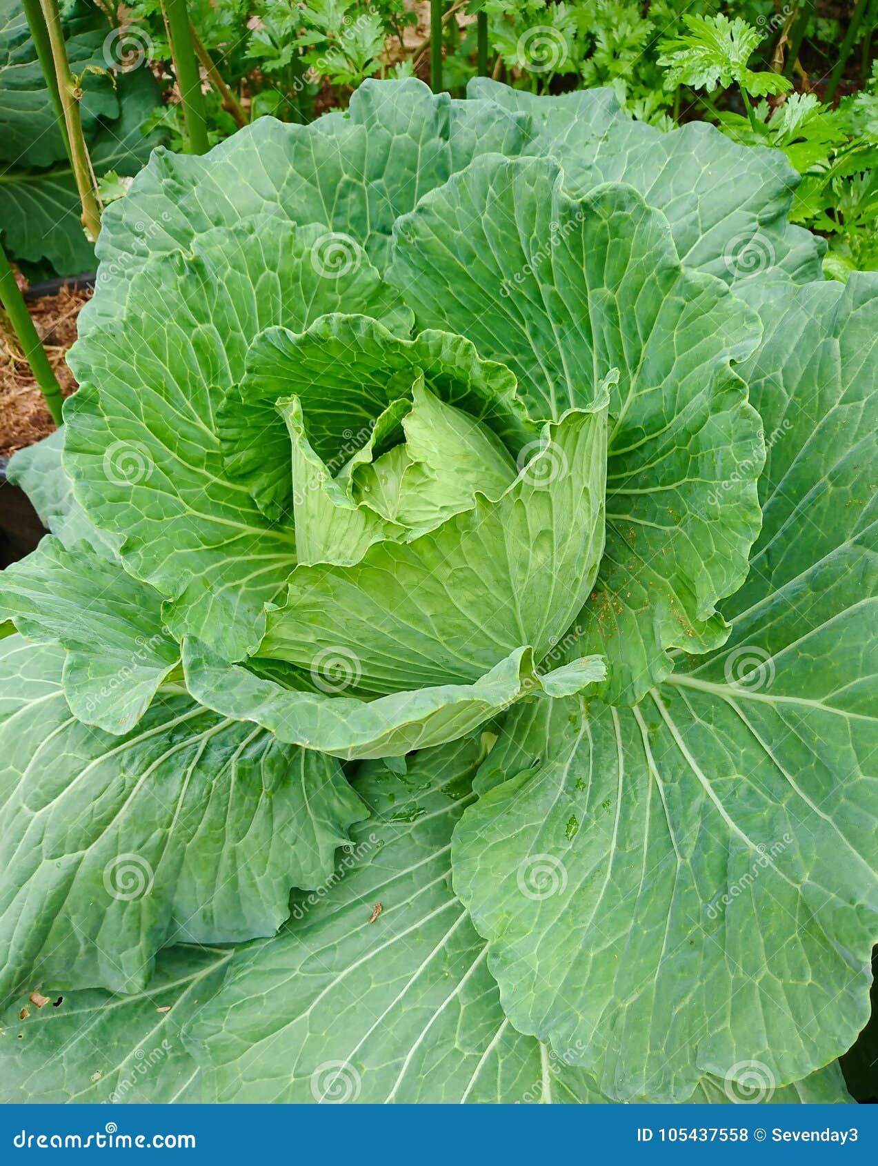 green cabbage or cruciferae in the organic plots.