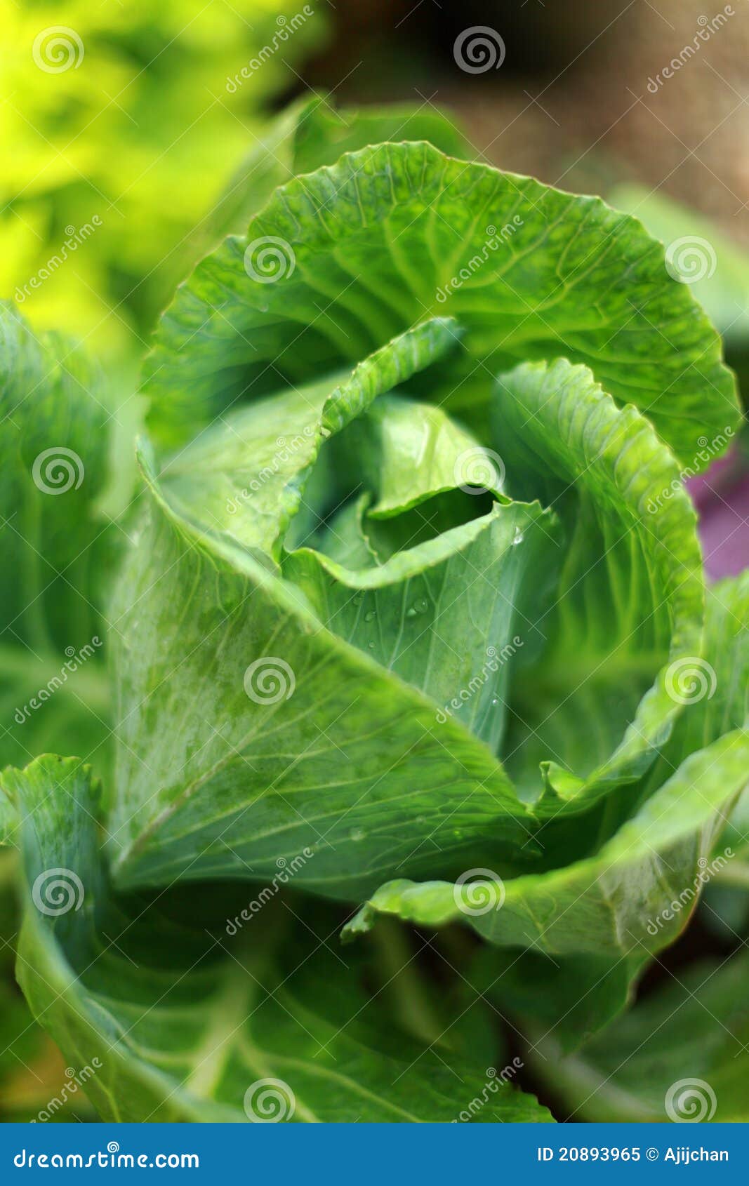 Green cabbage flower stock image. Image of crop, flower 20893965