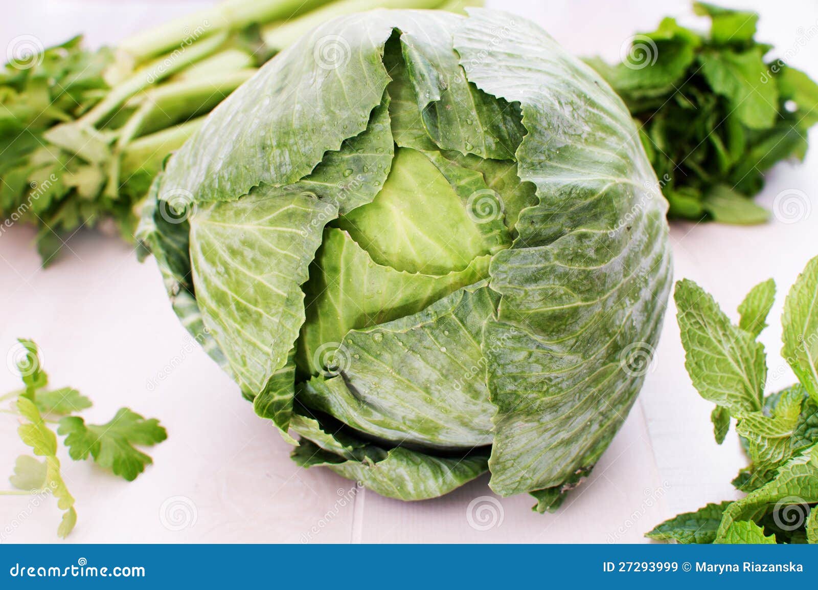 Green cabbage head stock image. Image of lush, natural 27293999