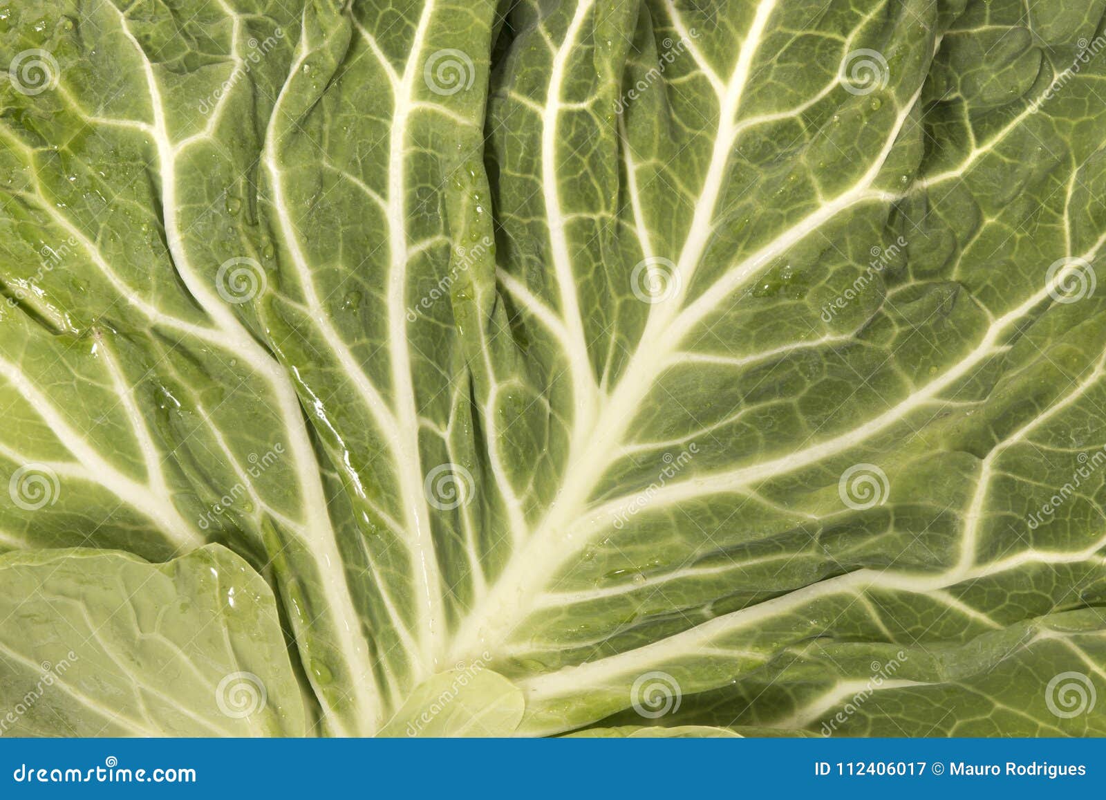 Green cabbage leaf stock image. Image of fresh, plant 112406017