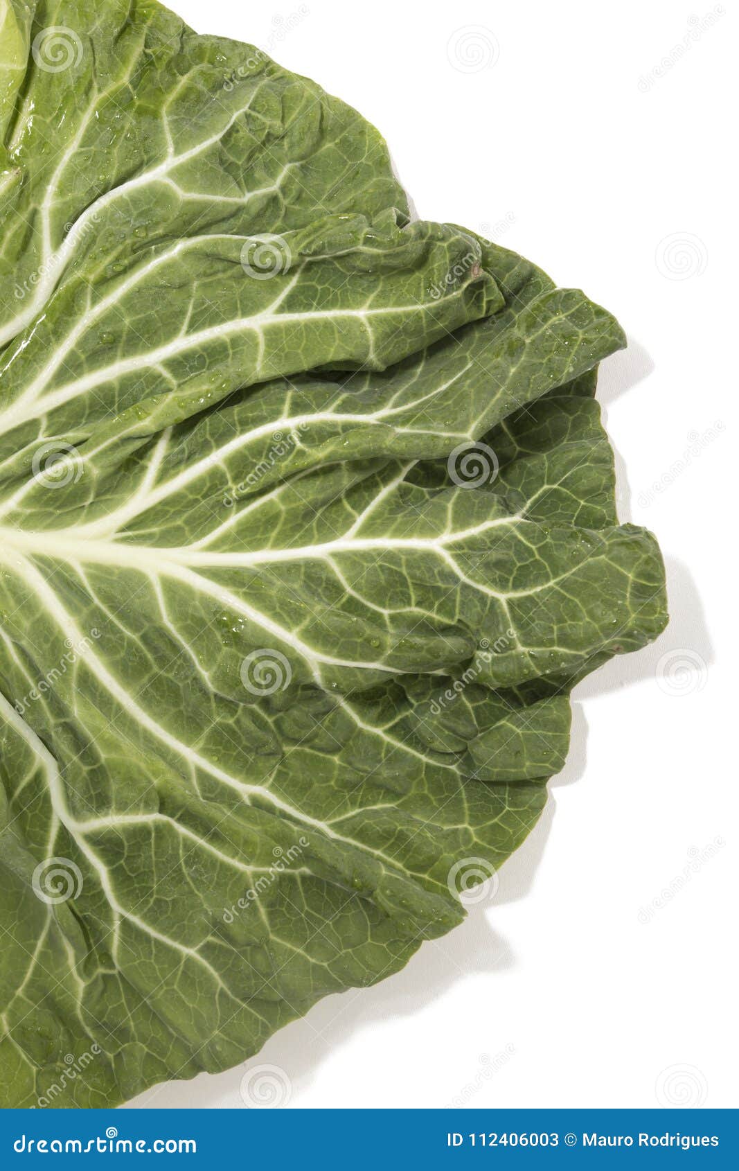 Green cabbage leaf stock image. Image of green, texture 112406003