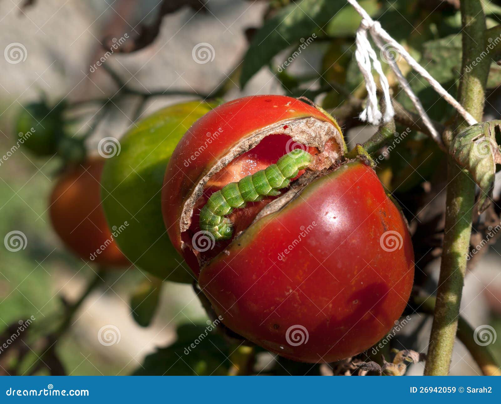 Green Cabbage Looper Caterpillar Stock Image Image of green