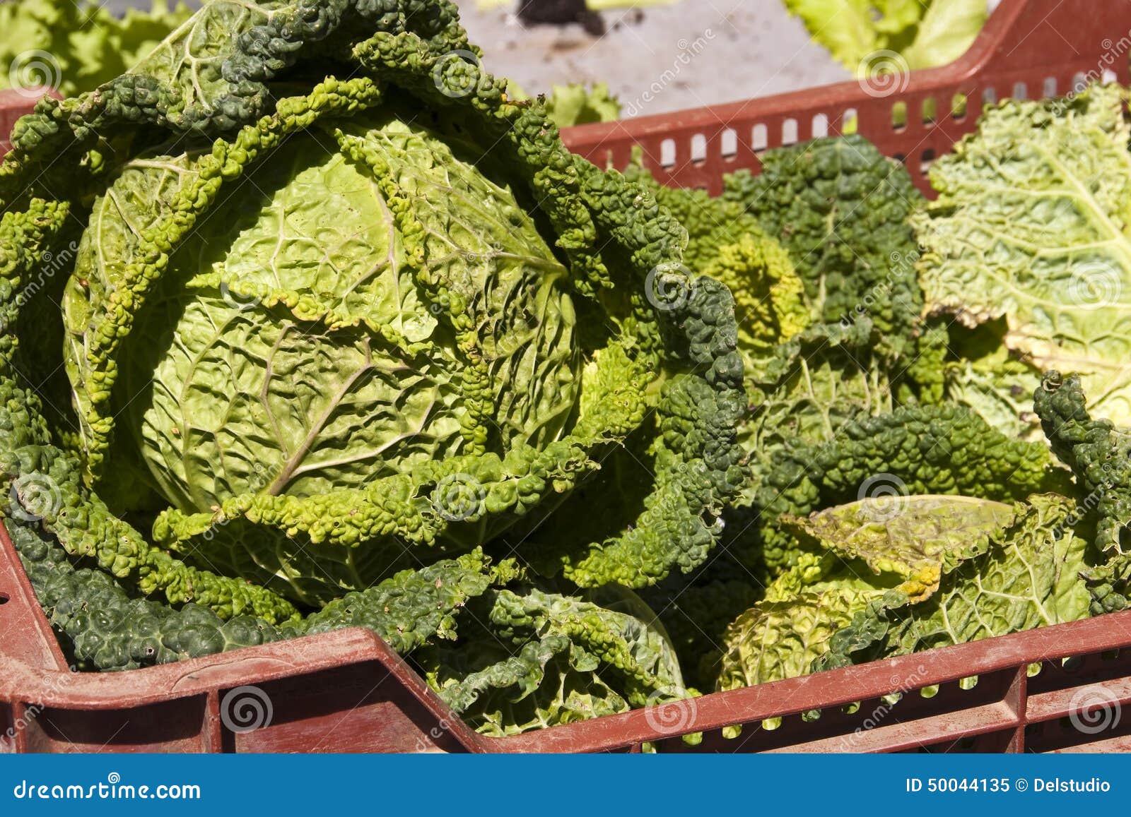 Green cabbage stock image. Image of ingredient, green 50044135