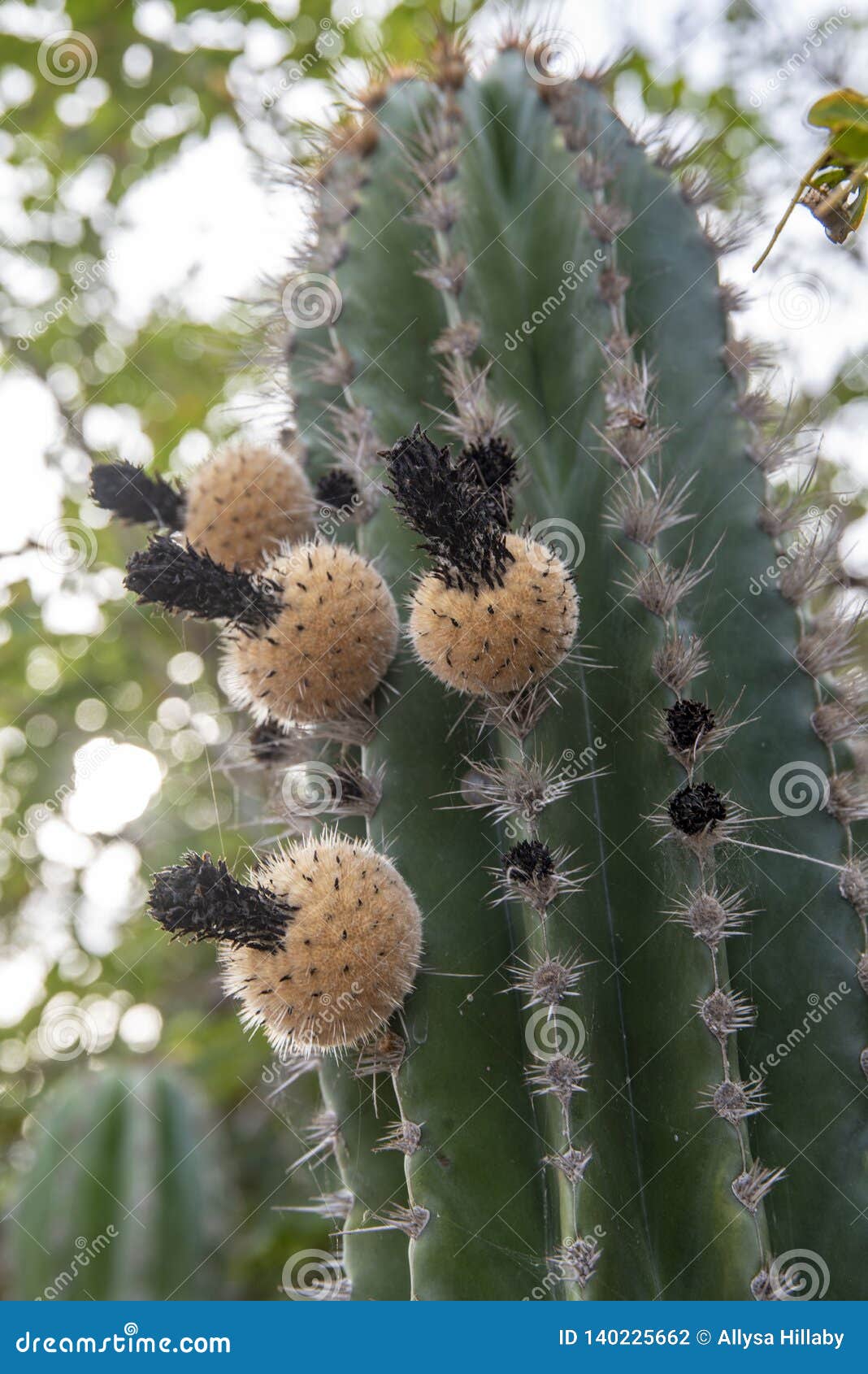 Green cactus with fruit stock photo. Image of line, green 140225662