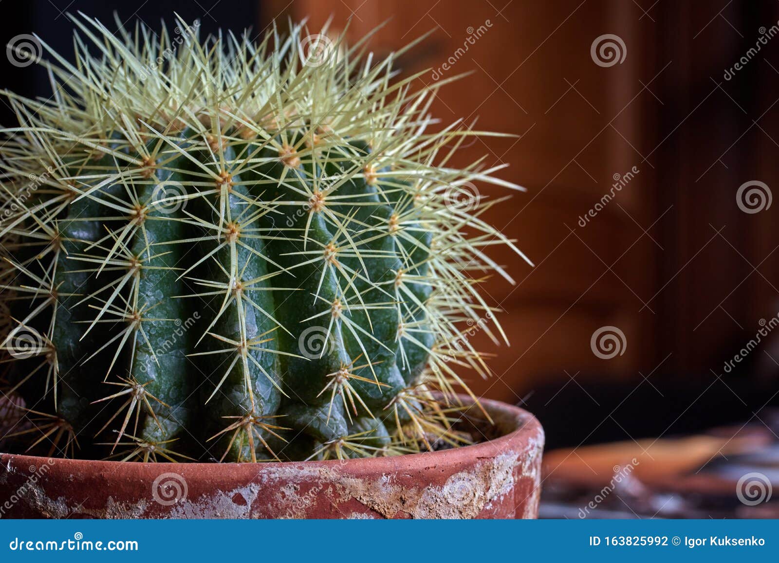 green cactus with large needles in an old pot