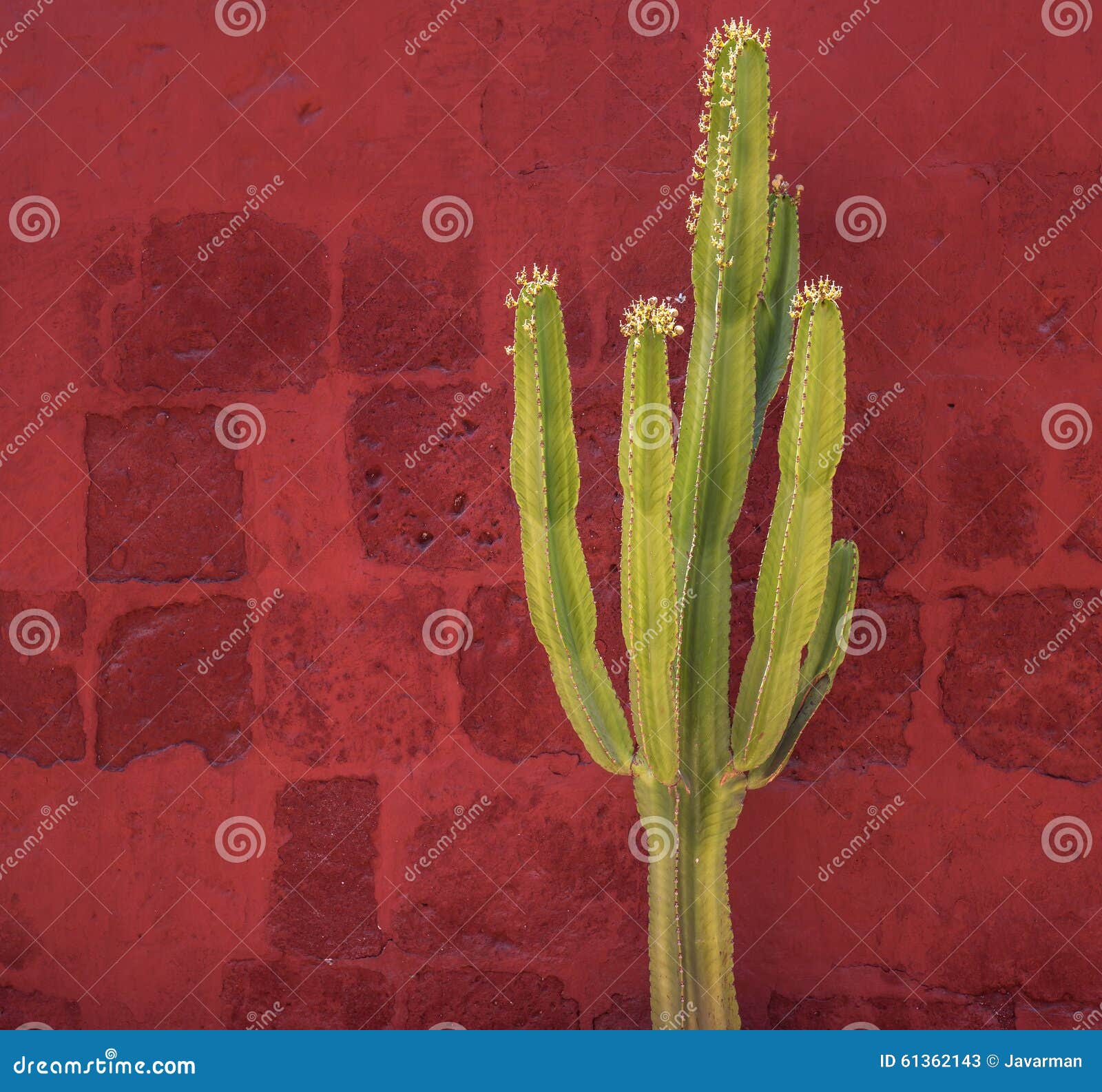 green cactus over red wall, santa catalina monastery, arequipa