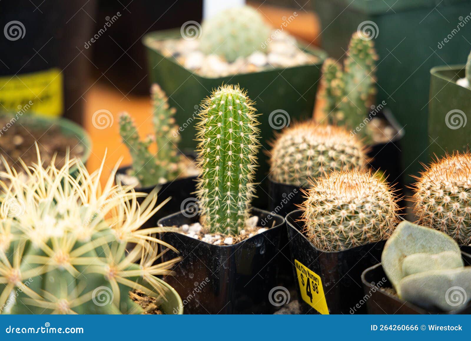Green Cactus at a Plant Nursery Stock Photo Image of arid, petals