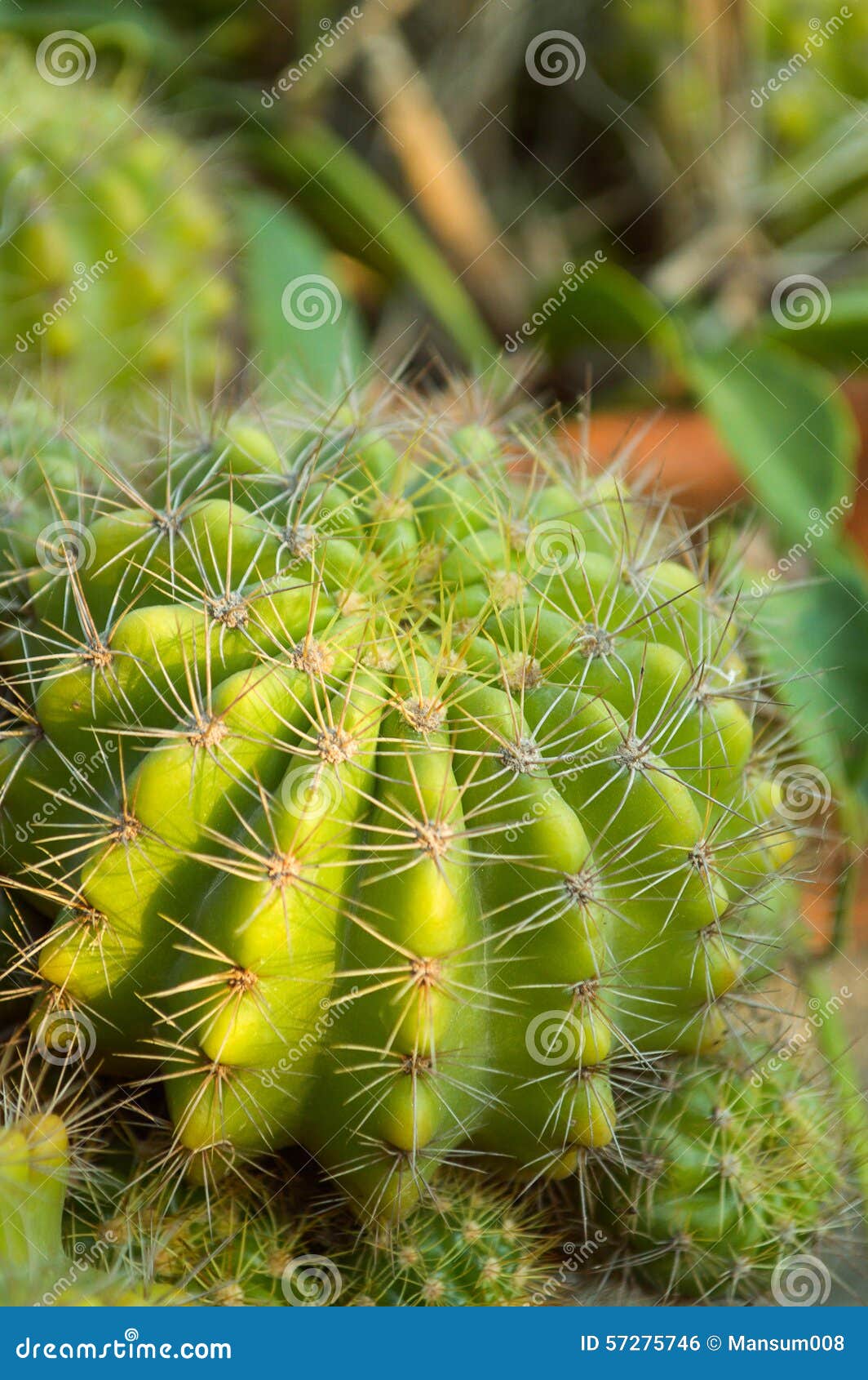 Green cactus tree stock photo. Image of cactus, green 57275746