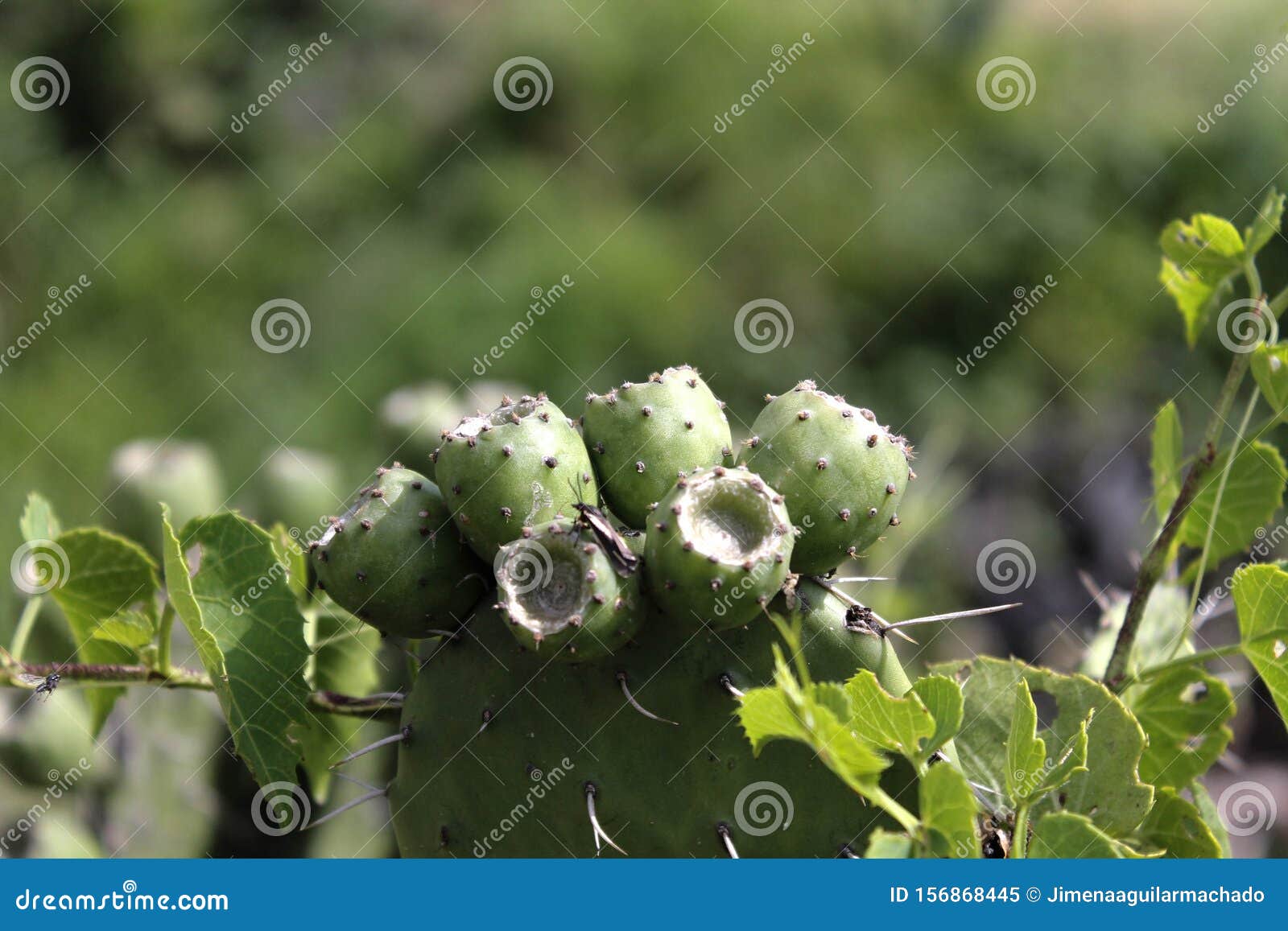 Green Cactus and Tunas Growing in Summer Stock Image Image of flower