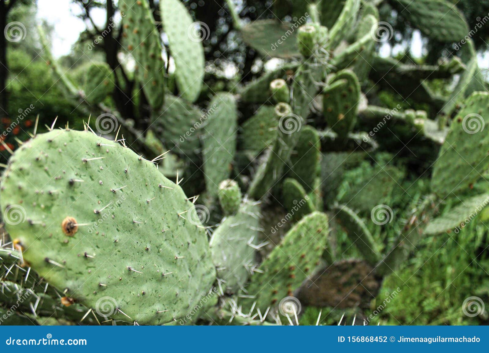 Green Cactus and Tunas Growing in Summer Stock Photo Image of cyprus