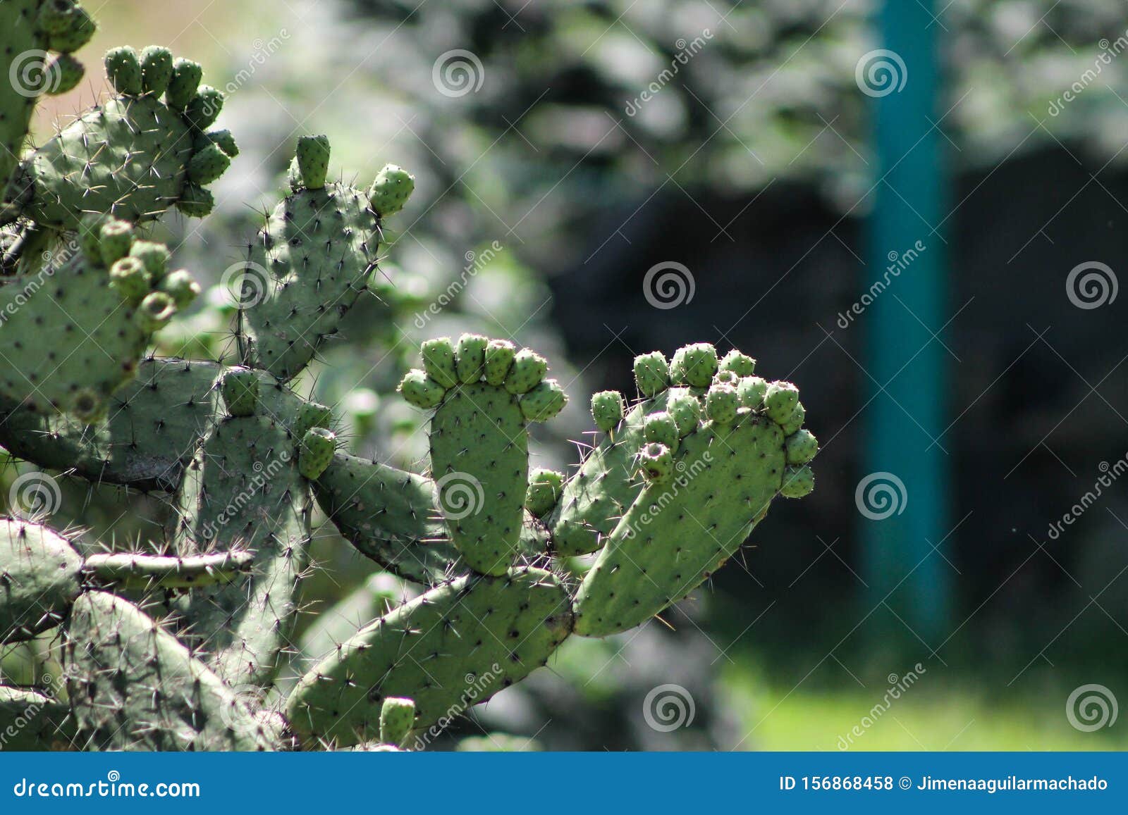 Green Cactus and Tunas Growing in Summer Stock Photo Image of nature