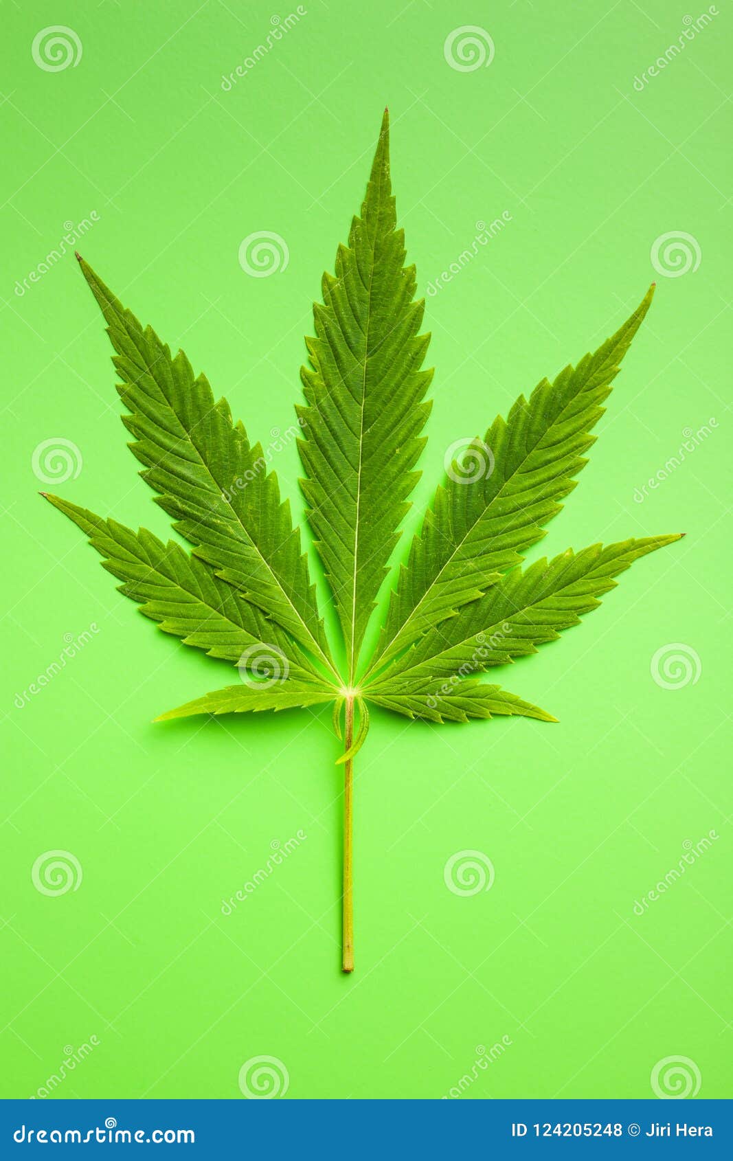 Green cannabis leaf. stock photo. Image of addiction 124205248