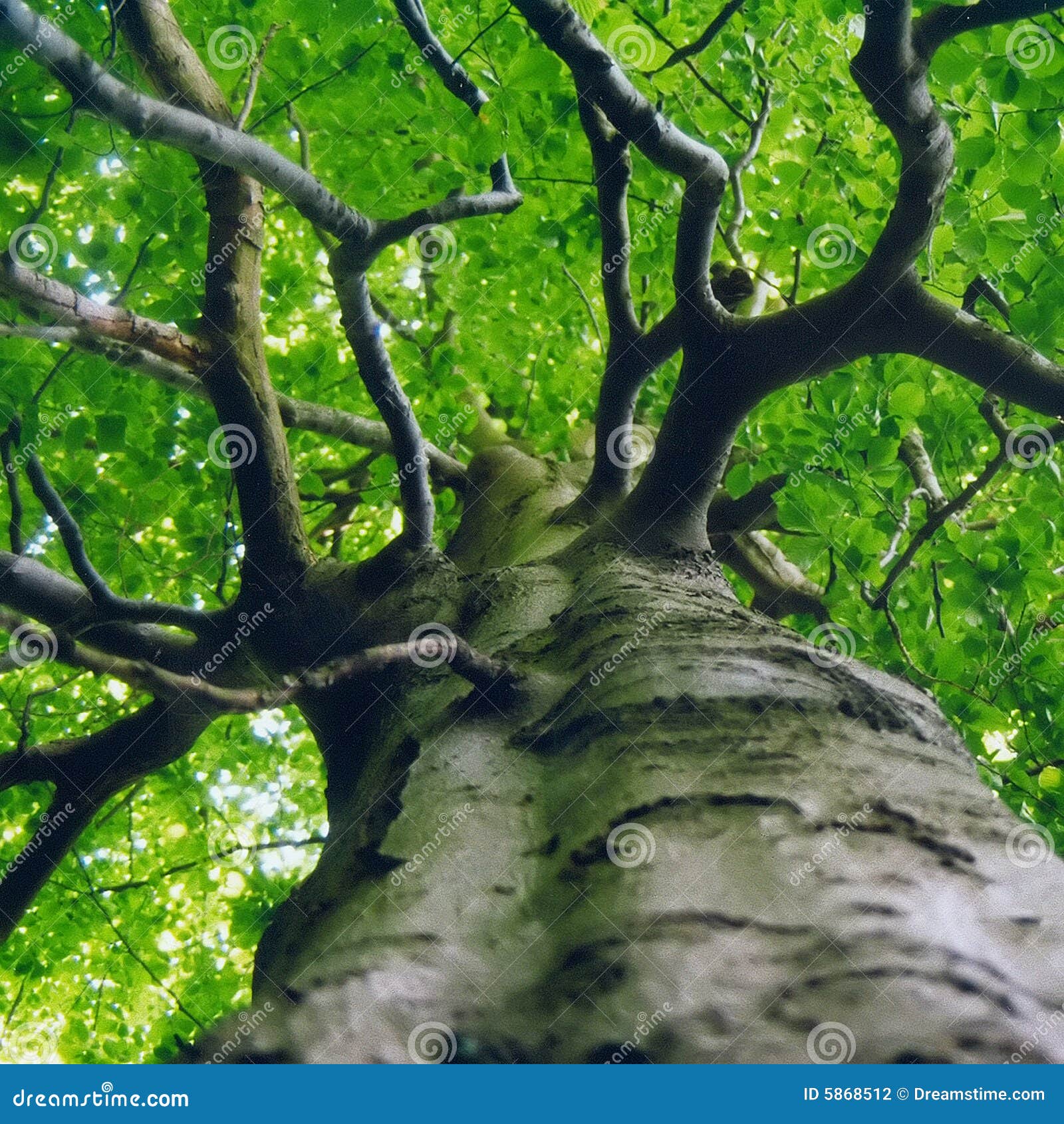 Green Canopy stock photo. Image of dendritic, dreamful 5868512