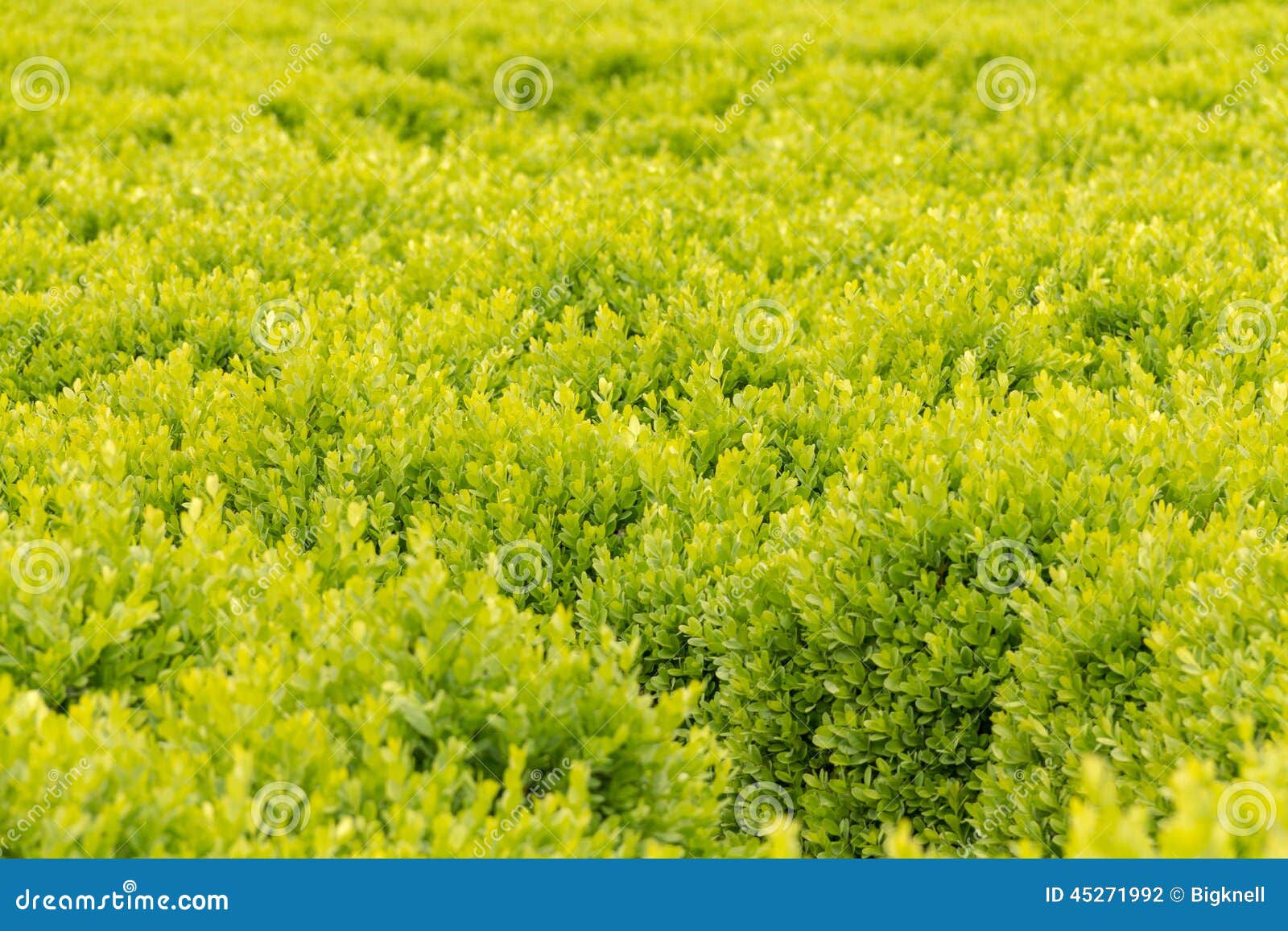 Green carpet stock photo. Image of spring, nature, closeup - 45271992