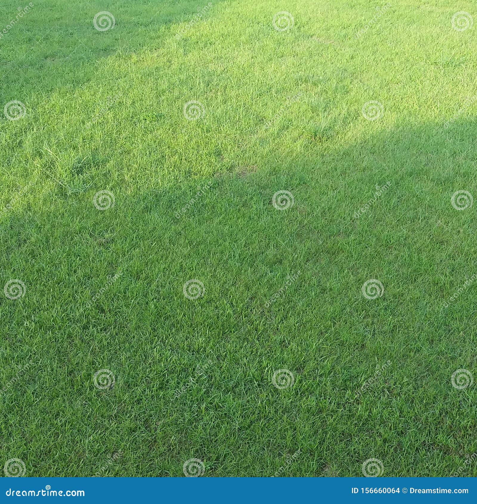The Green Carpet stock photo. Image of carpet, grass - 156660064