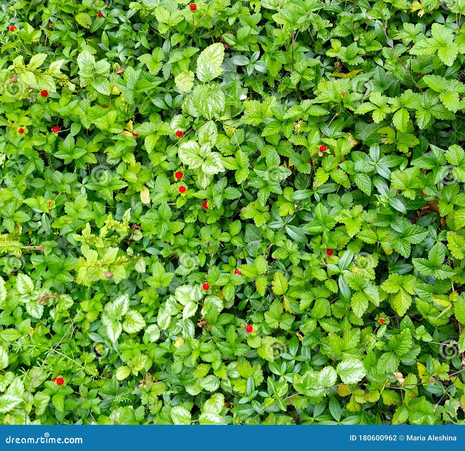 Green carpet of plants stock photo. Image of beautiful 180600962