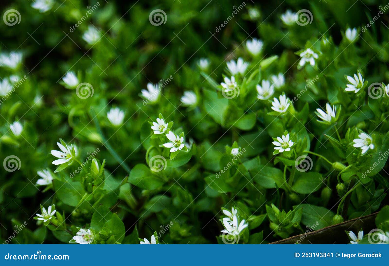 Green carpet stock image. Image of healthy, agriculture 253193841