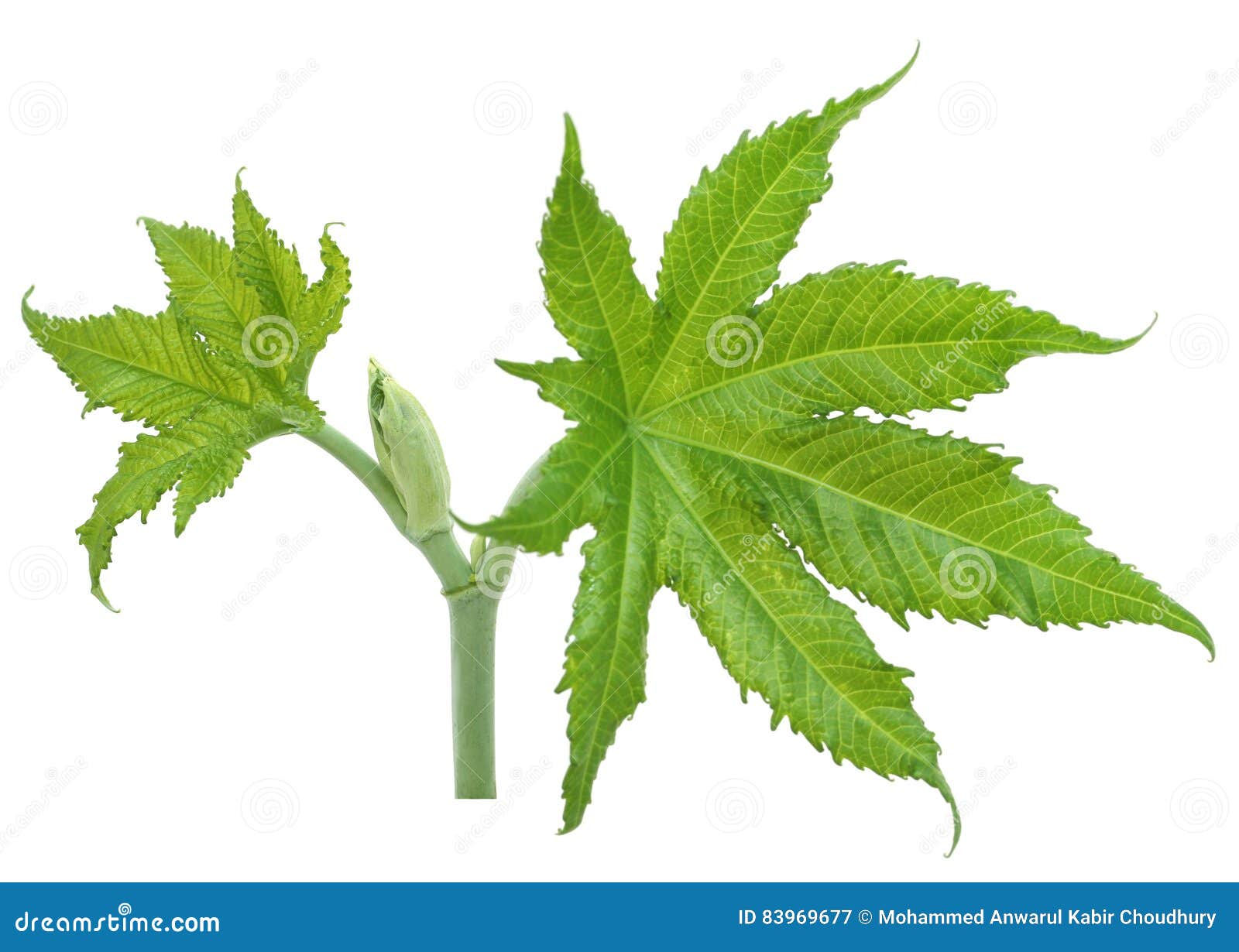 Green castor leaves stock image. Image of leaves, white 83969677