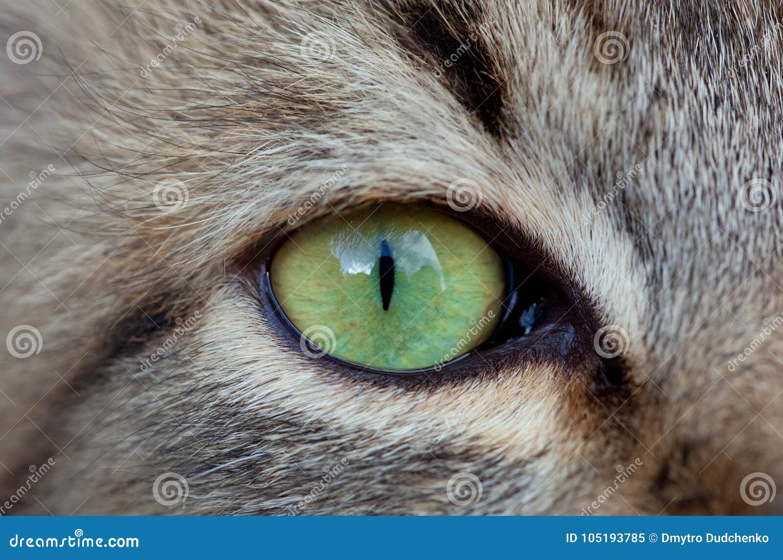 Green Cat S Eye Close Up Domestic Animals Stock Image Image Of Background Green 105193785