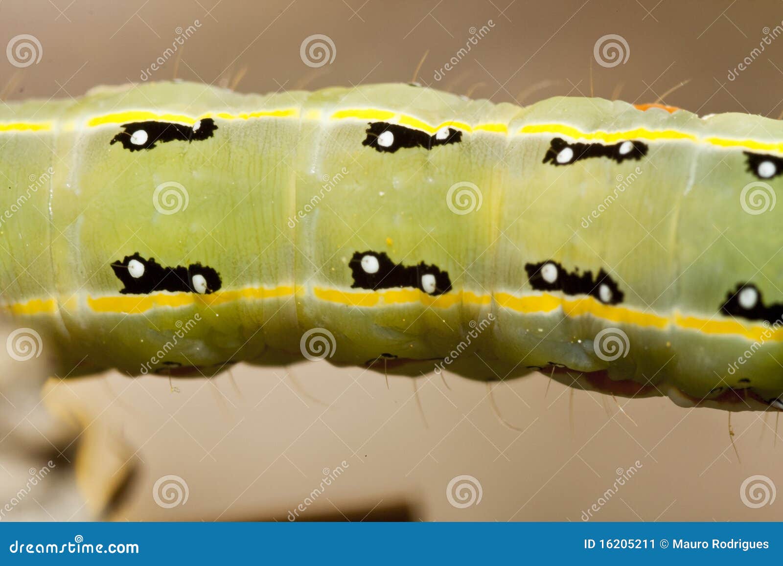 Green caterpillar stock image. Image of luna, pest, moth 16205211