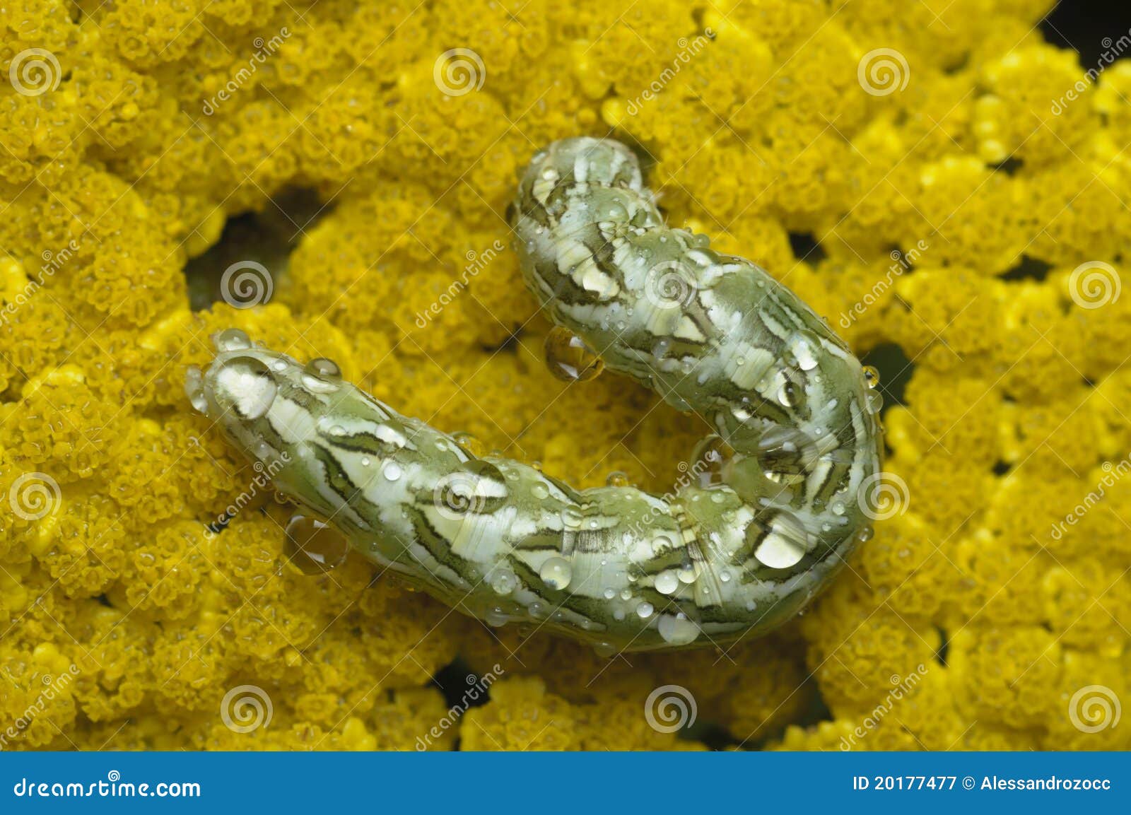 Green caterpillar stock image. Image of spring, drop 20177477