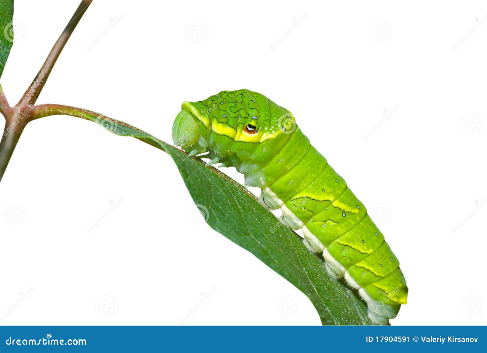 Green caterpillar 3 stock image. Image of isolated, outdoor 17904591