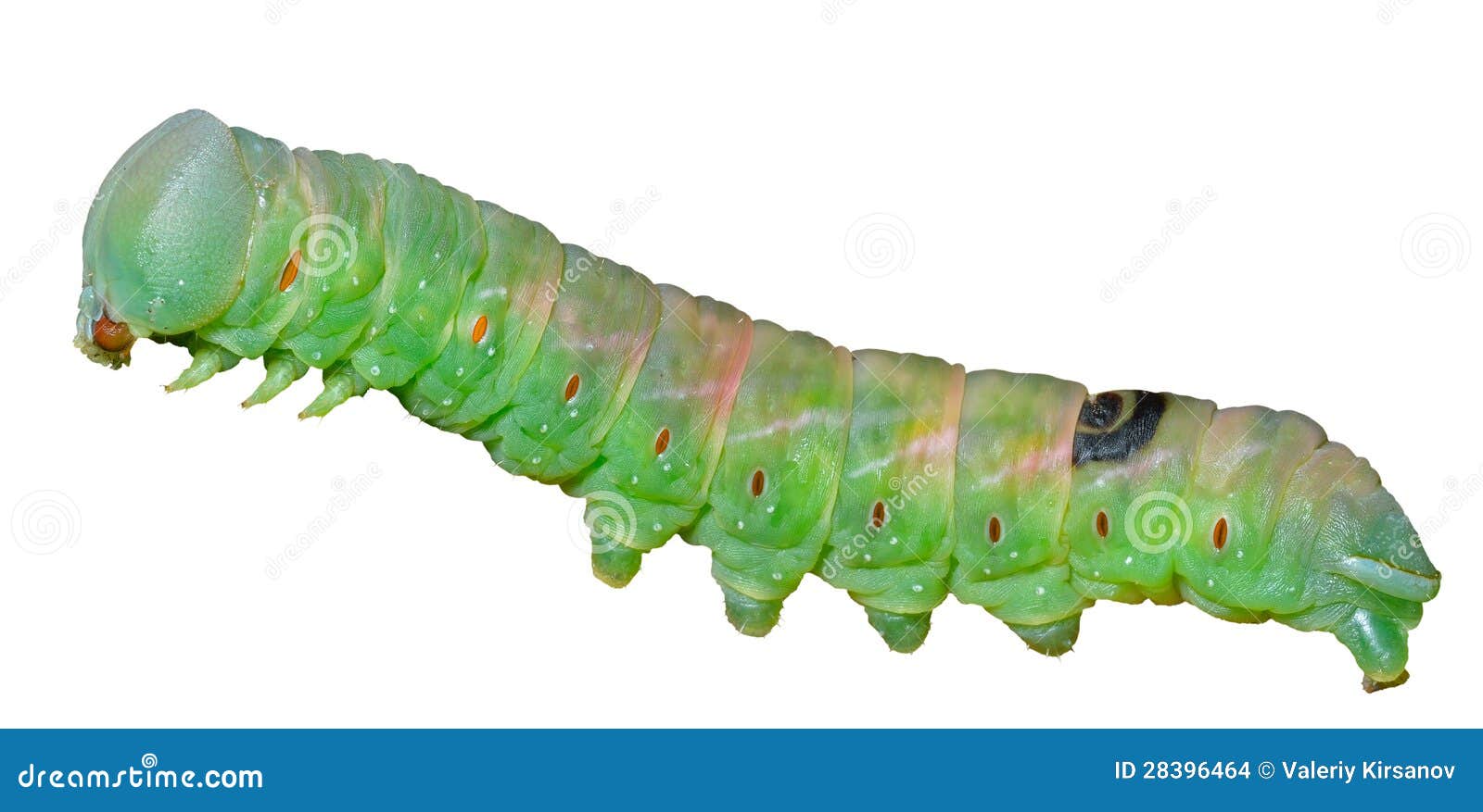 Green caterpillar 4 stock photo. Image of legs, invertebrates 28396464