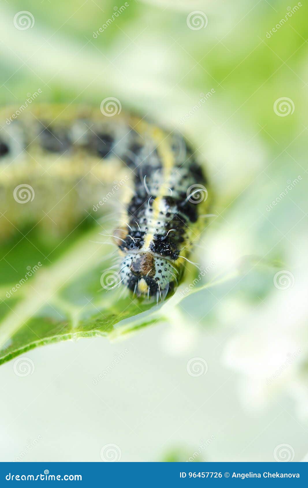 Green Caterpillar with Black Spots on Cabbage Stock Photo Image of