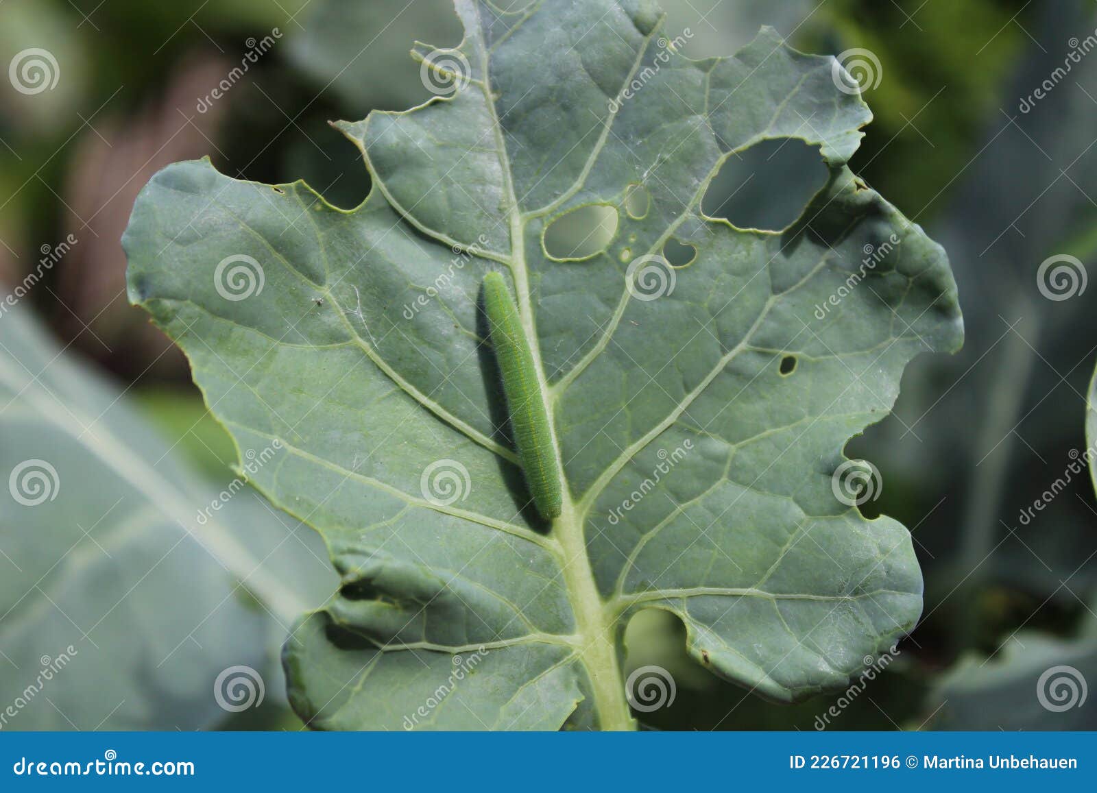 Green Caterpillar on a Broccoli Leaf Stock Photo Image of caterpillar