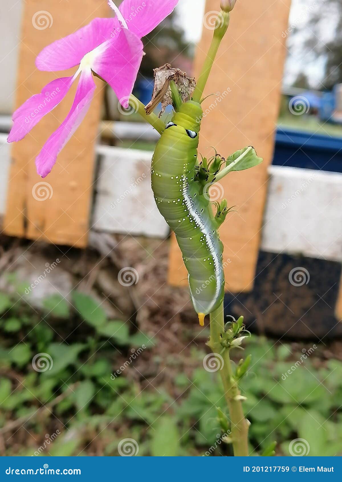 Green Caterpillar on Pink Flower Stock Image Image of eating, leaves