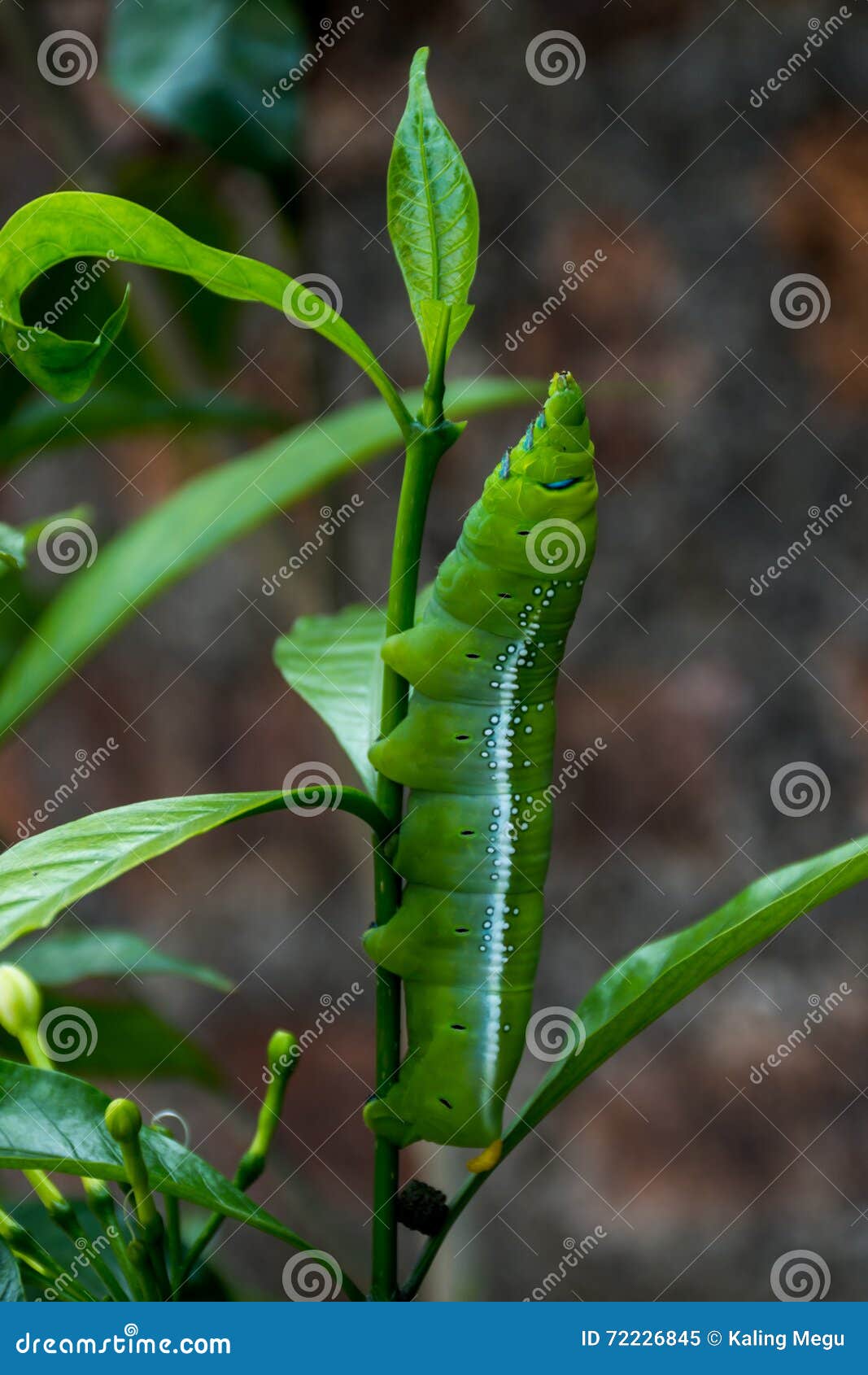 Green Caterpillar Eating Leaf. Stock Image Image of caterpillar
