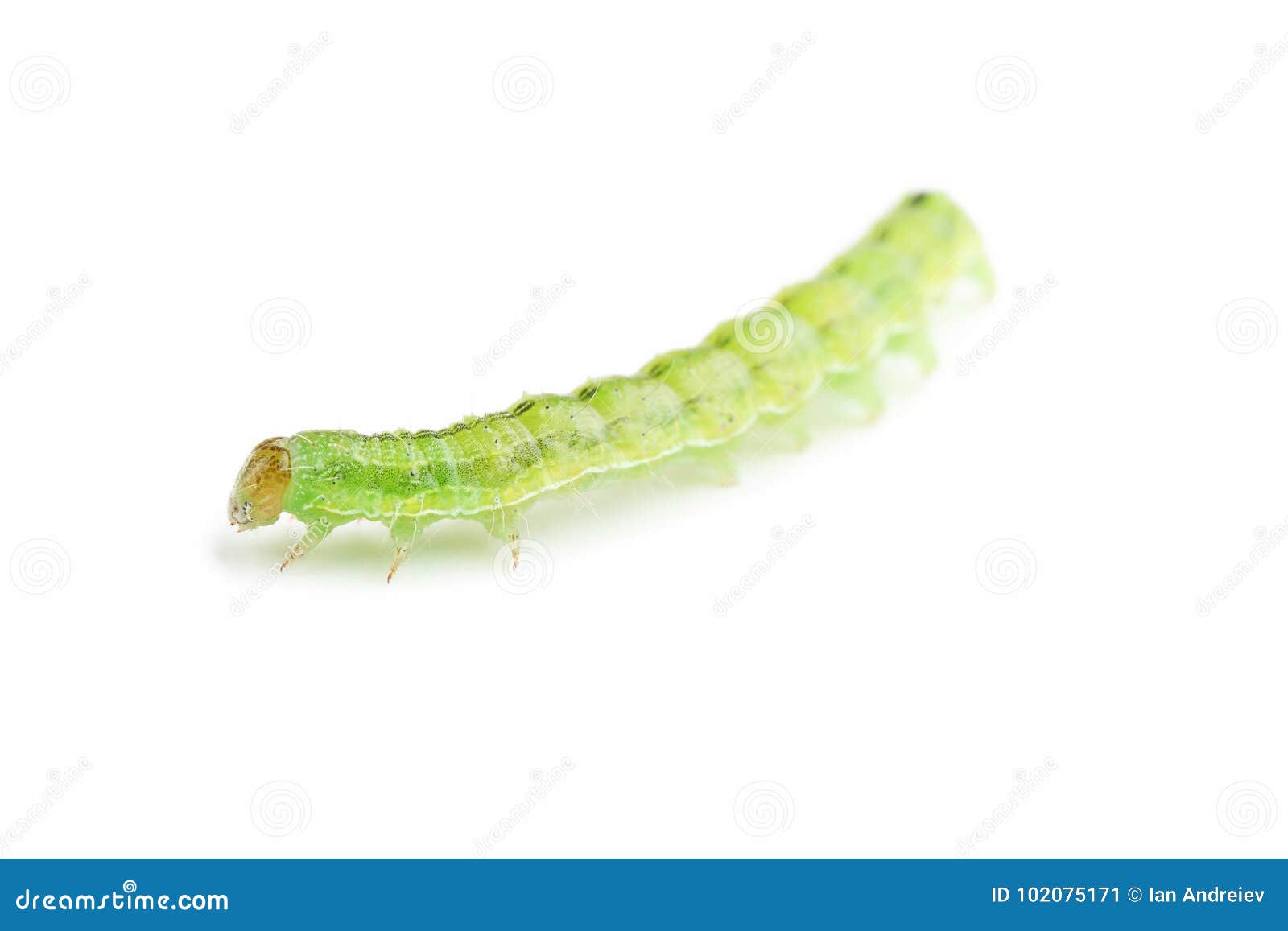 Green caterpillar stock image. Image of lepidoptera 102075171