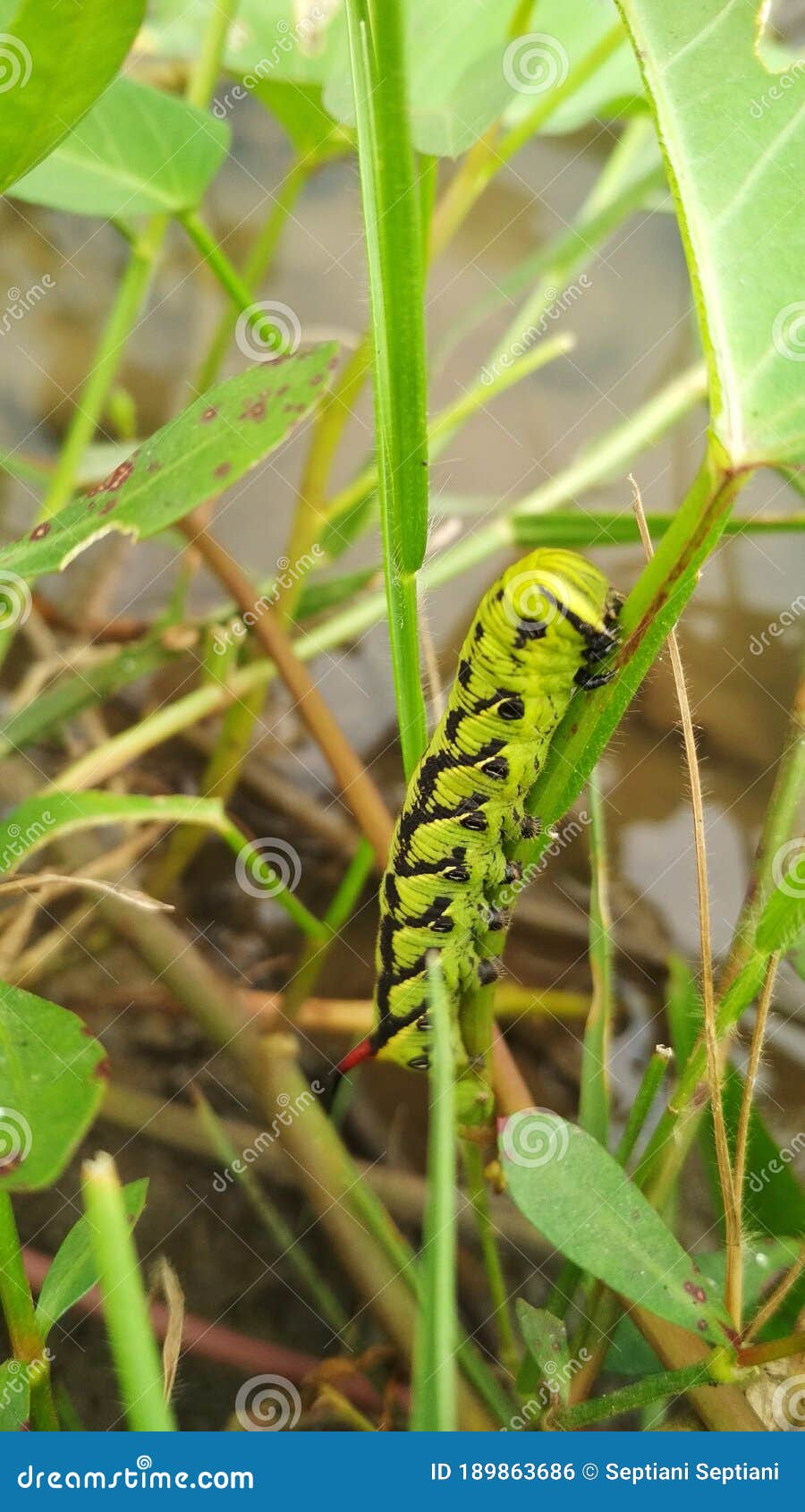 Green Caterpillar in the Kale Leaves Stock Photo Image of flower