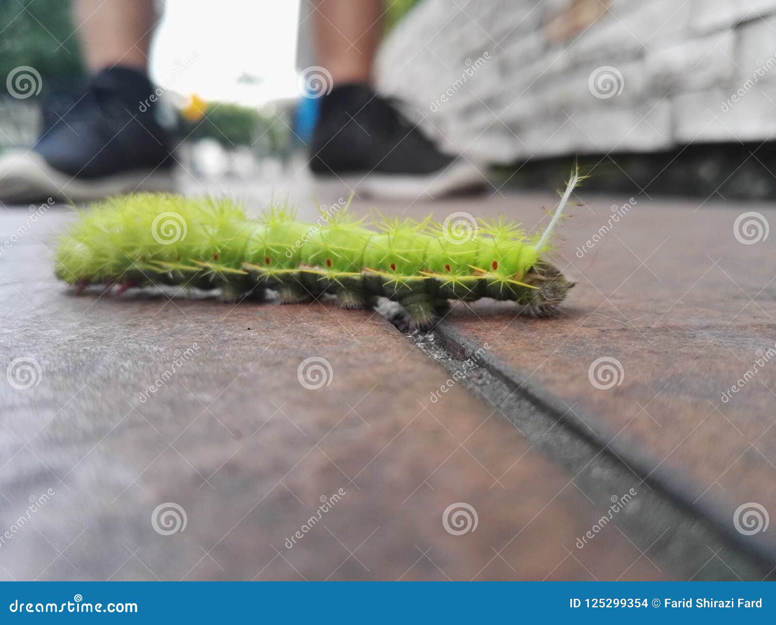 green caterpillar