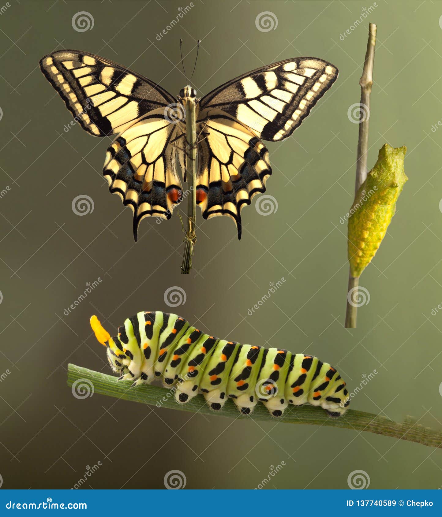 Green Caterpillar Machaon on Dill Stock Image Image of natural